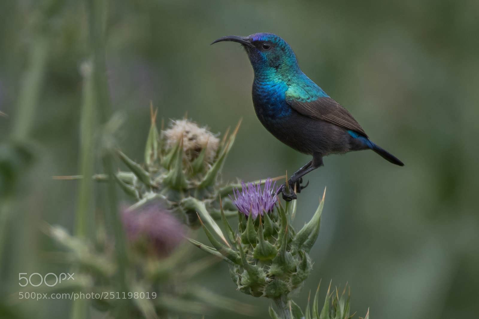 Nikon D500 sample photo. Blue bird photography