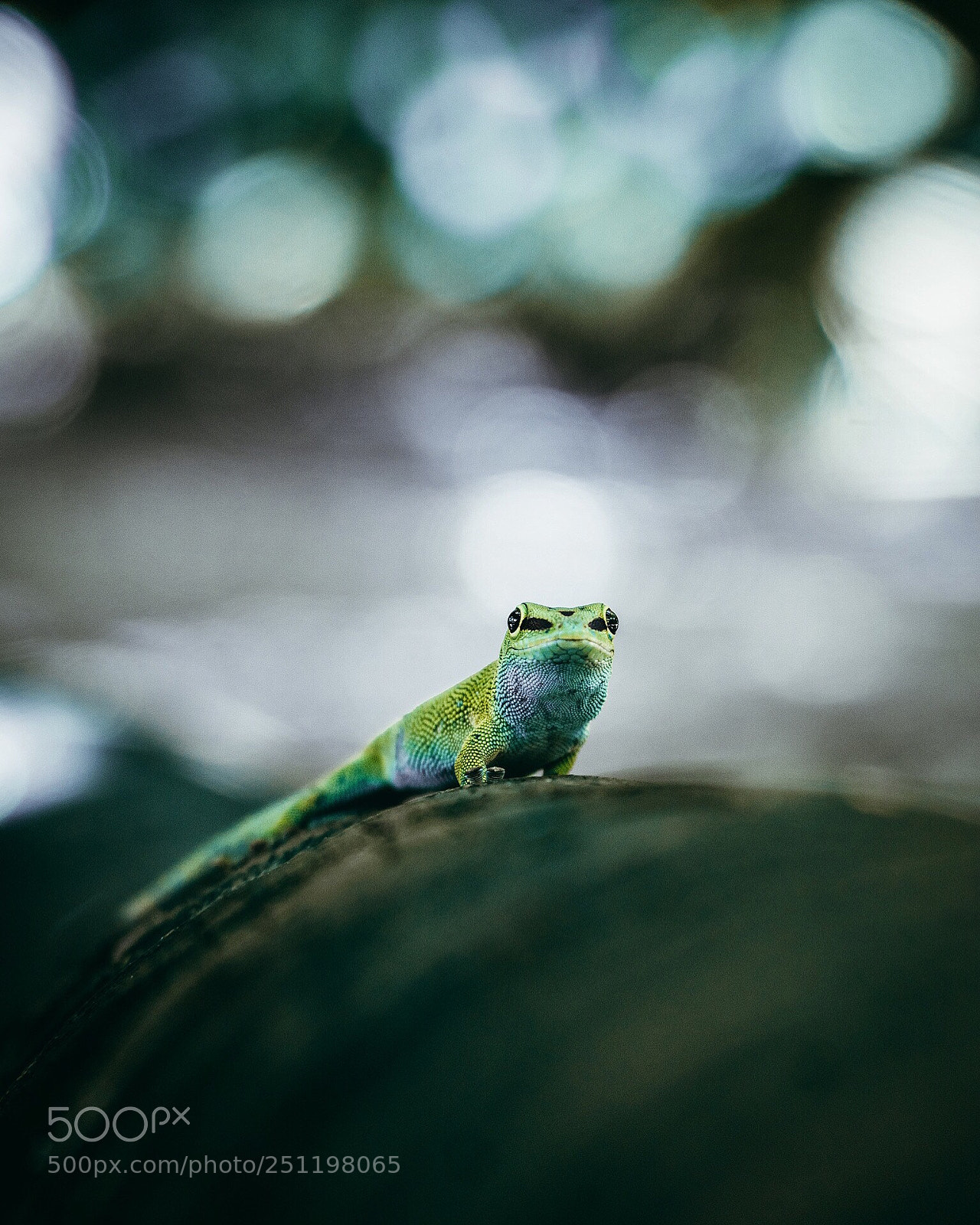 Sony a6300 sample photo. Untitled photography