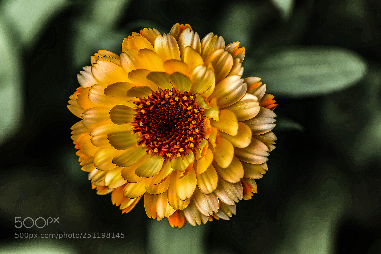 Canon EOS 60D sample photo. Golden dahlia photography