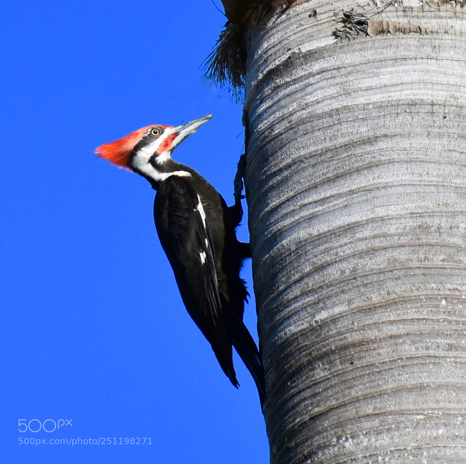 Nikon D7200 sample photo. Pileated woodpecker photography
