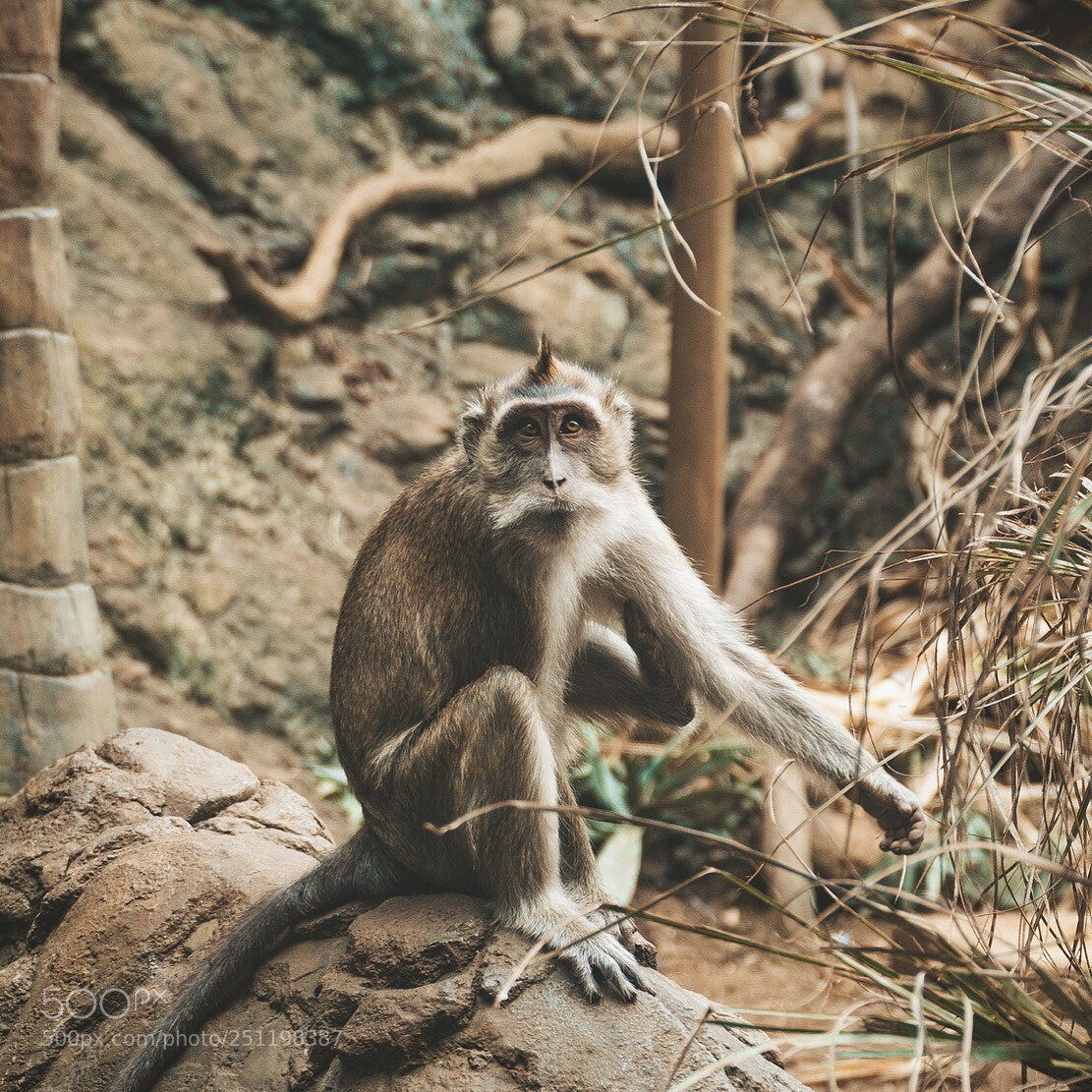 Sony a6300 sample photo. Untitled photography