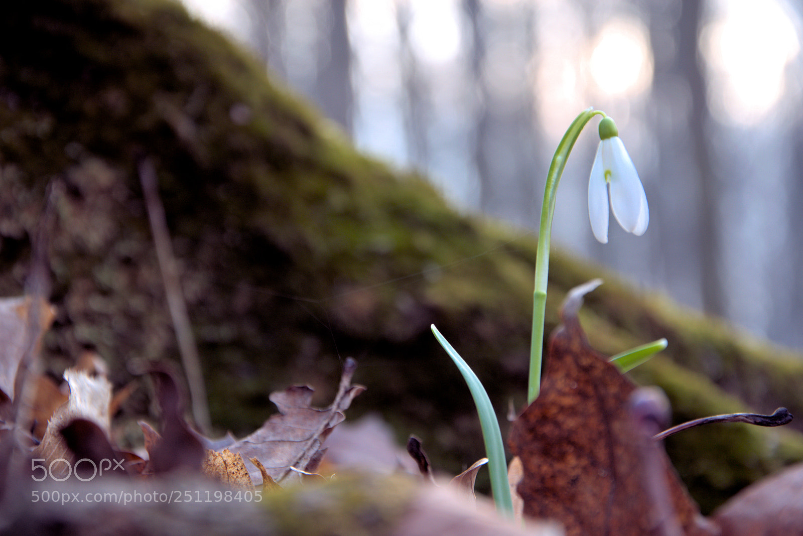 Nikon D5300 sample photo. Waiting for spring photography