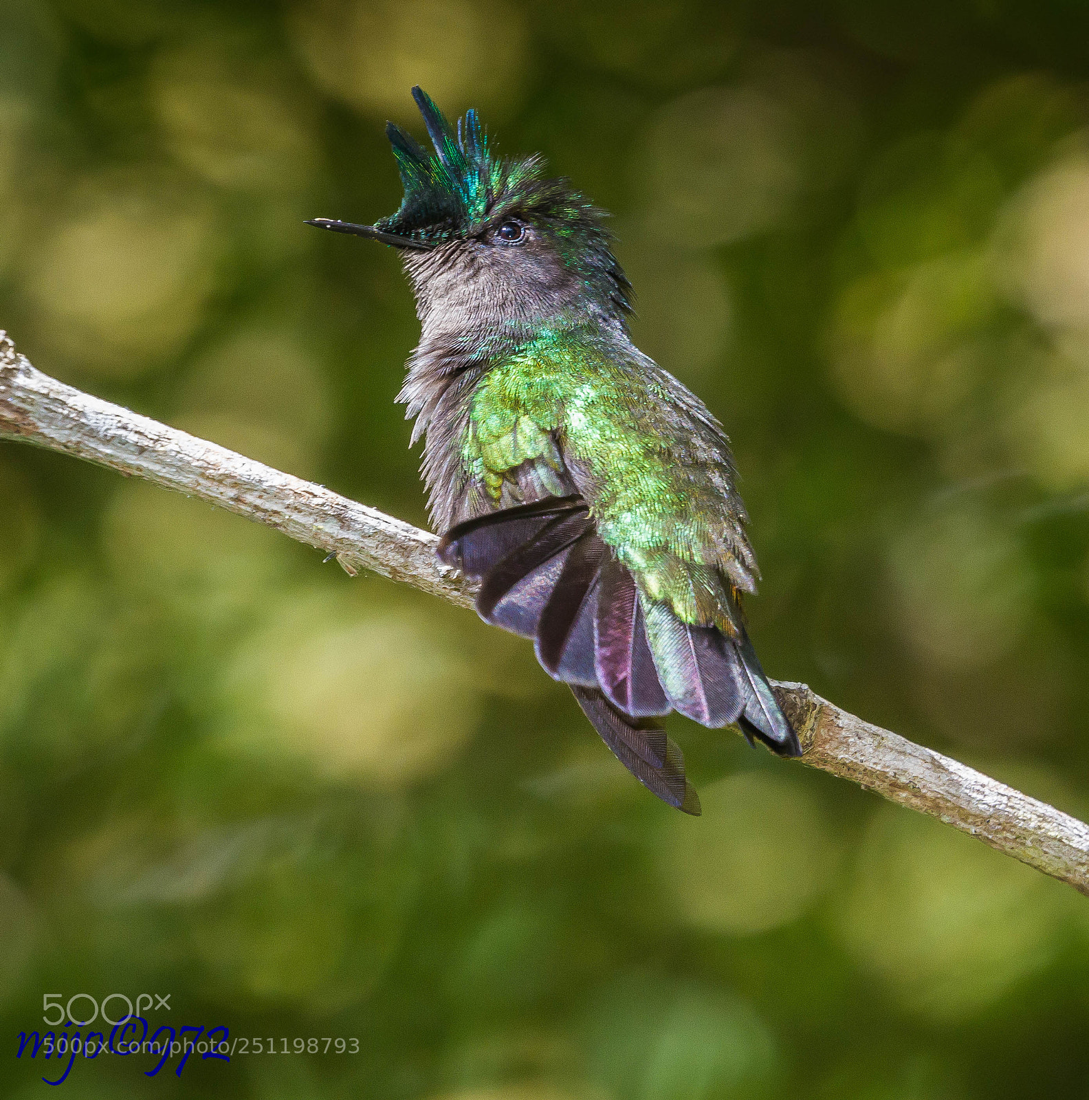 Canon EOS 7D sample photo. Colibri huppé photography