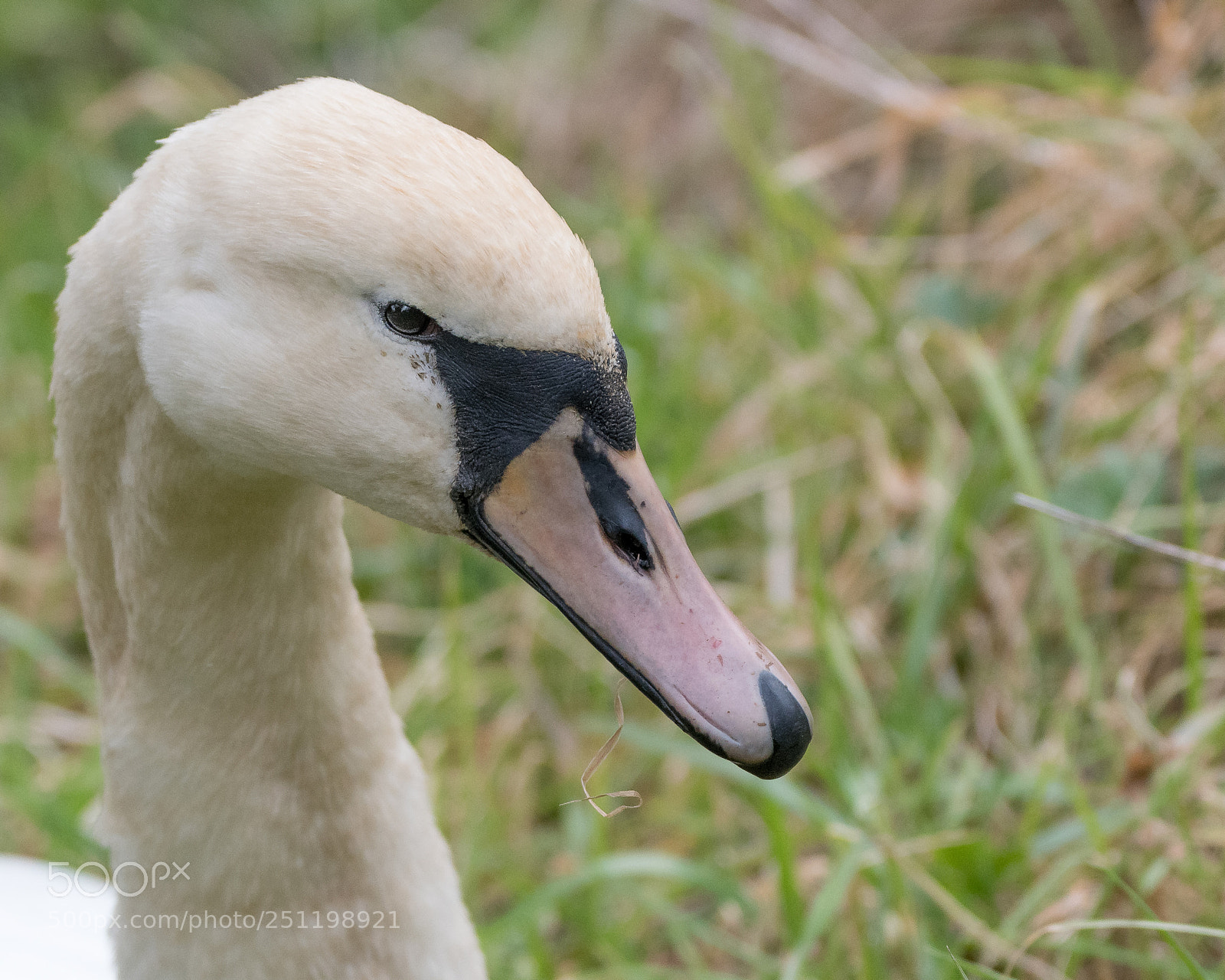 Nikon D500 sample photo. Inch wildfowl reserve photography