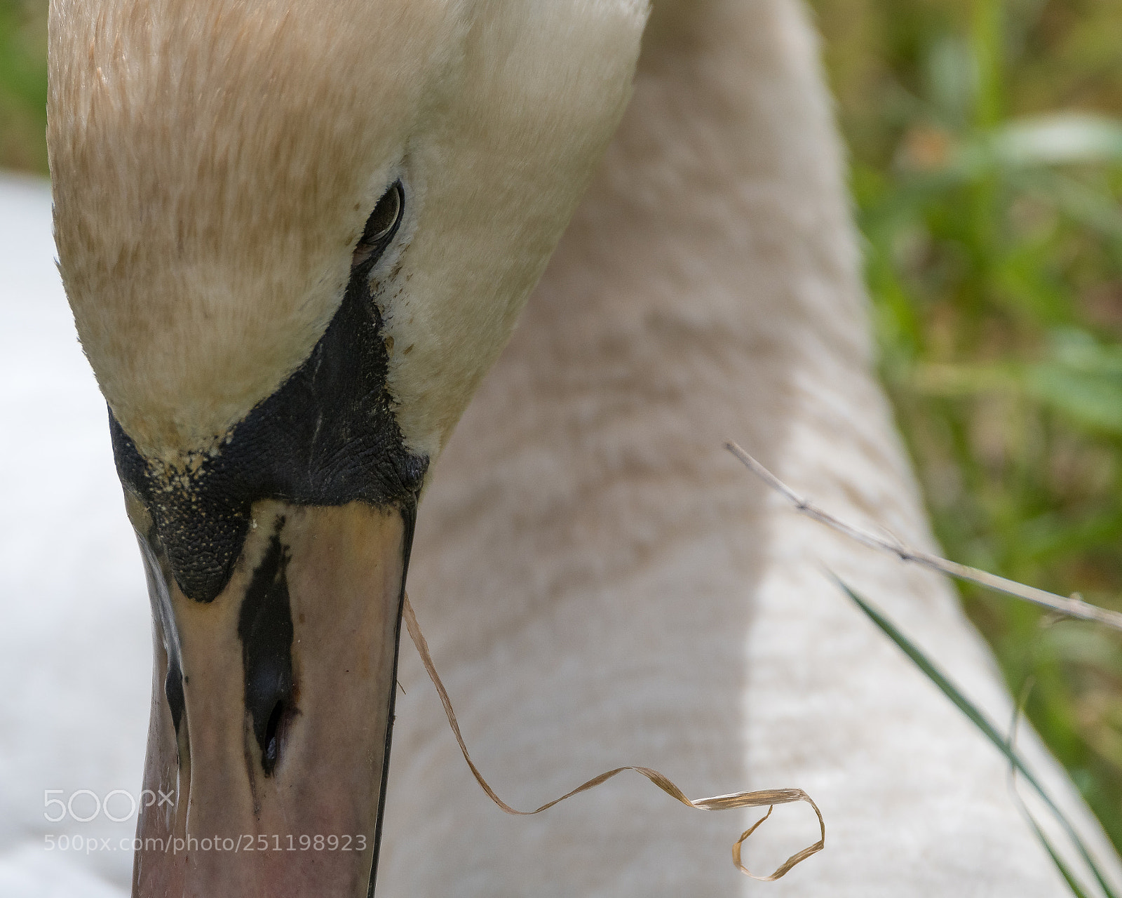 Nikon D500 sample photo. Inch wildfowl reserve photography