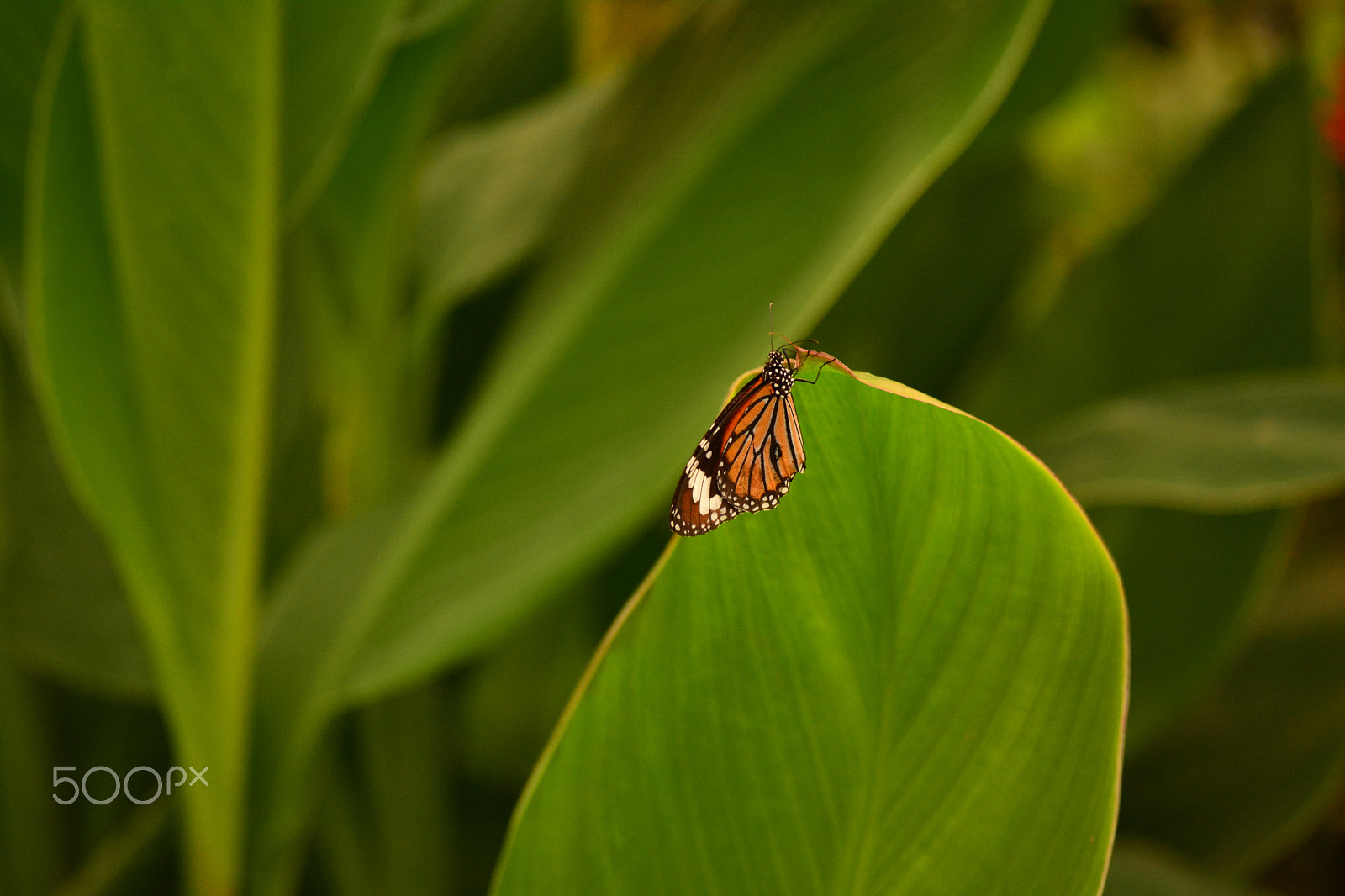 Nikon D5200 sample photo. Small creature on big green leaf photography