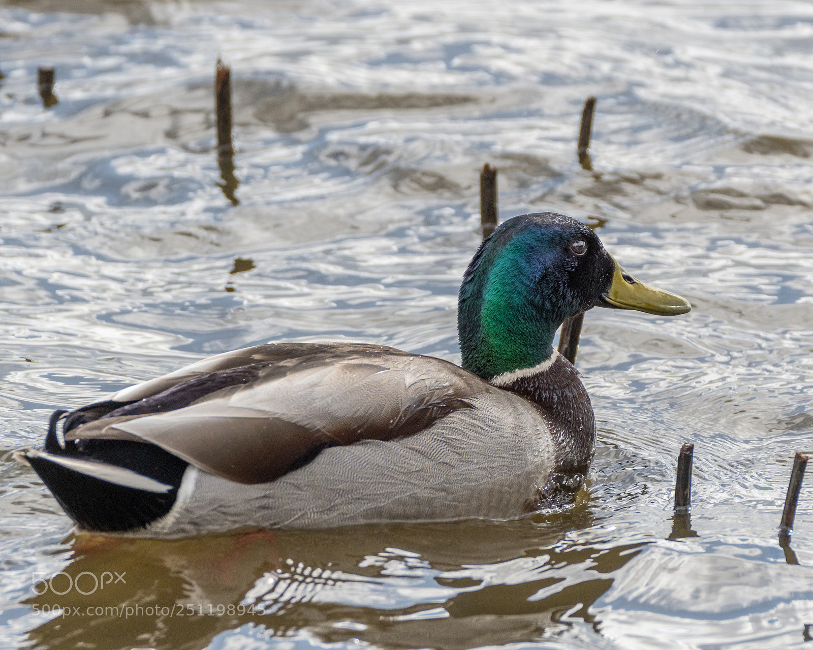 Nikon D500 sample photo. Inch wildfowl reserve photography