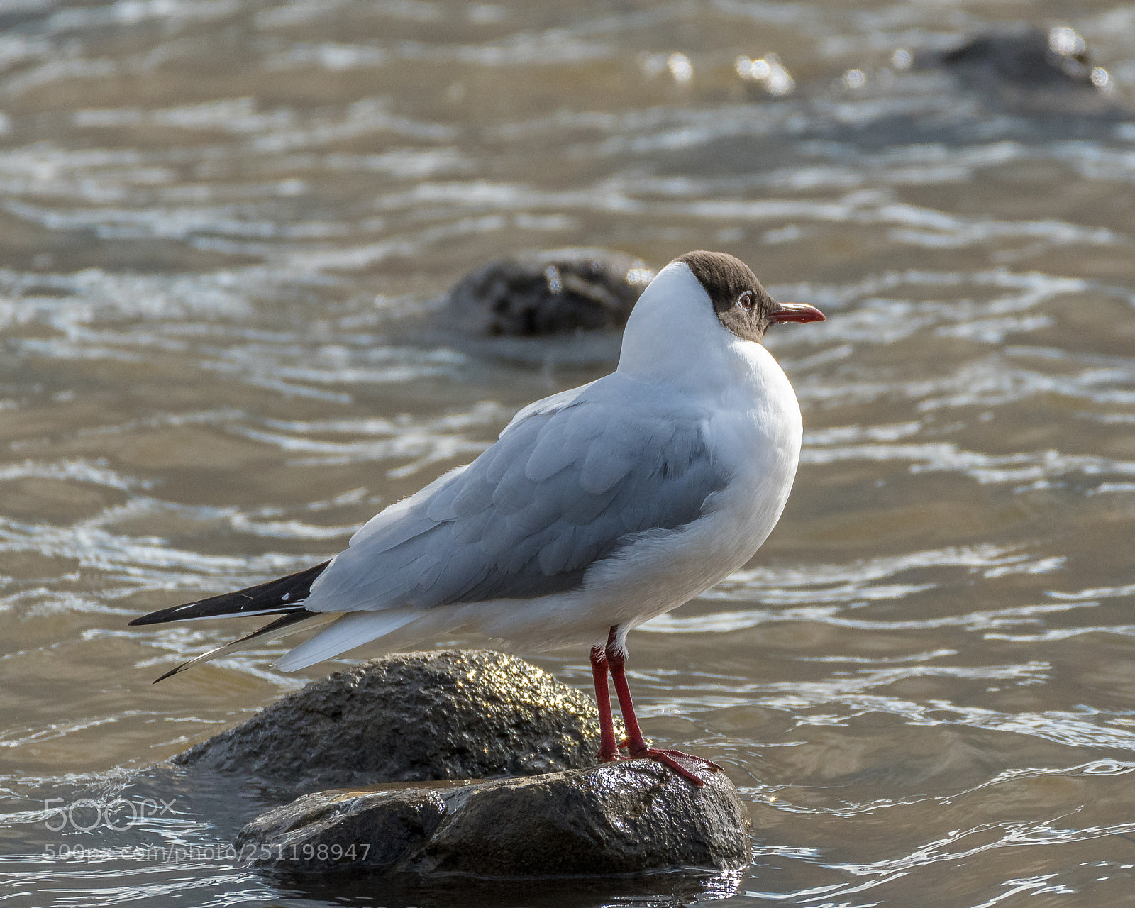 Nikon D500 sample photo. Inch wildfowl reserve photography