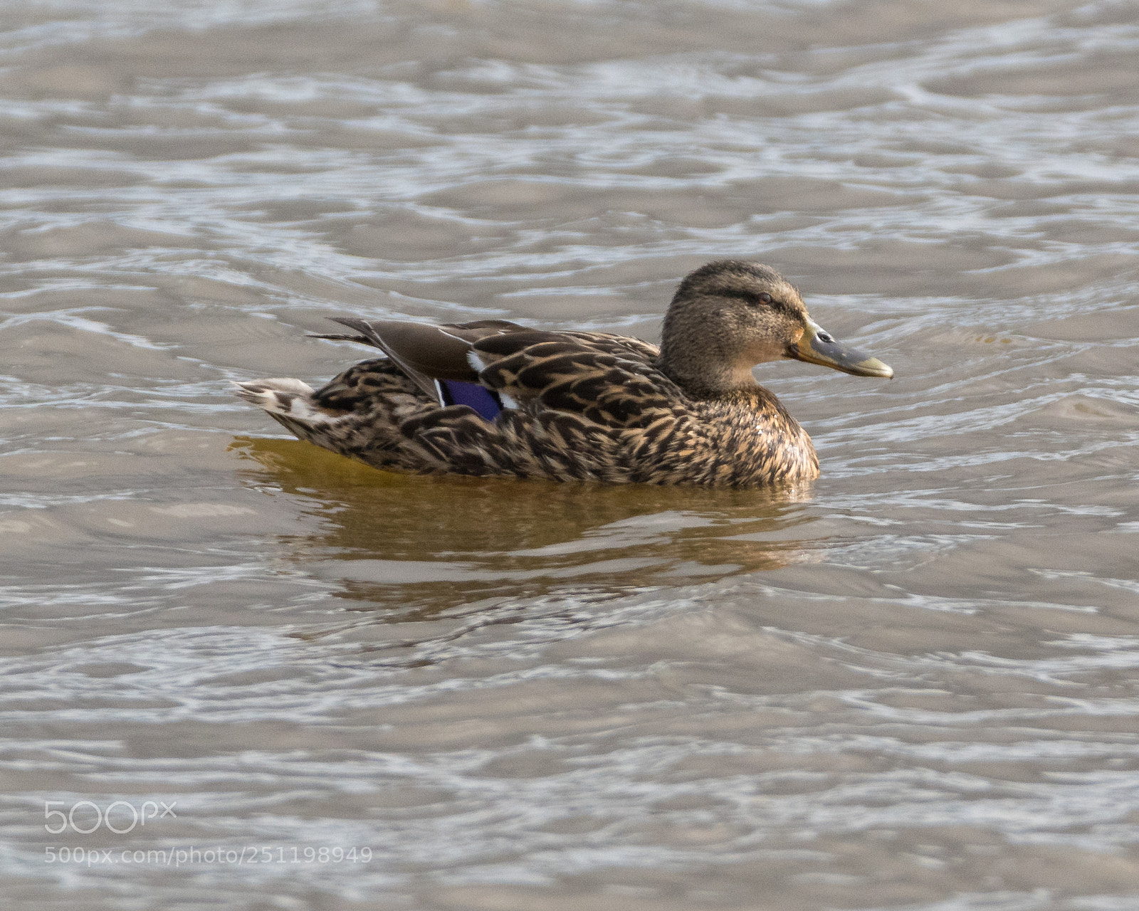 Nikon D500 sample photo. Inch wildfowl reserve photography
