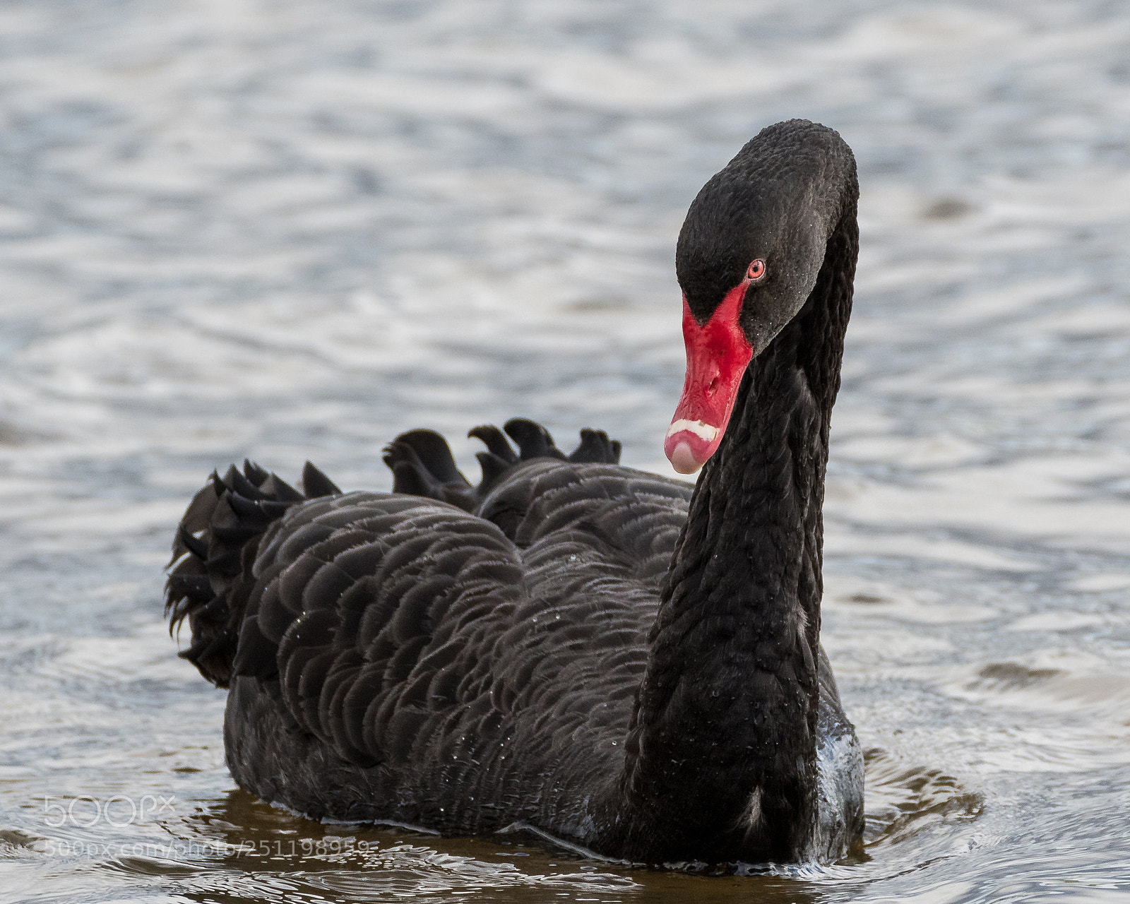 Nikon D500 sample photo. Inch wildfowl reserve photography
