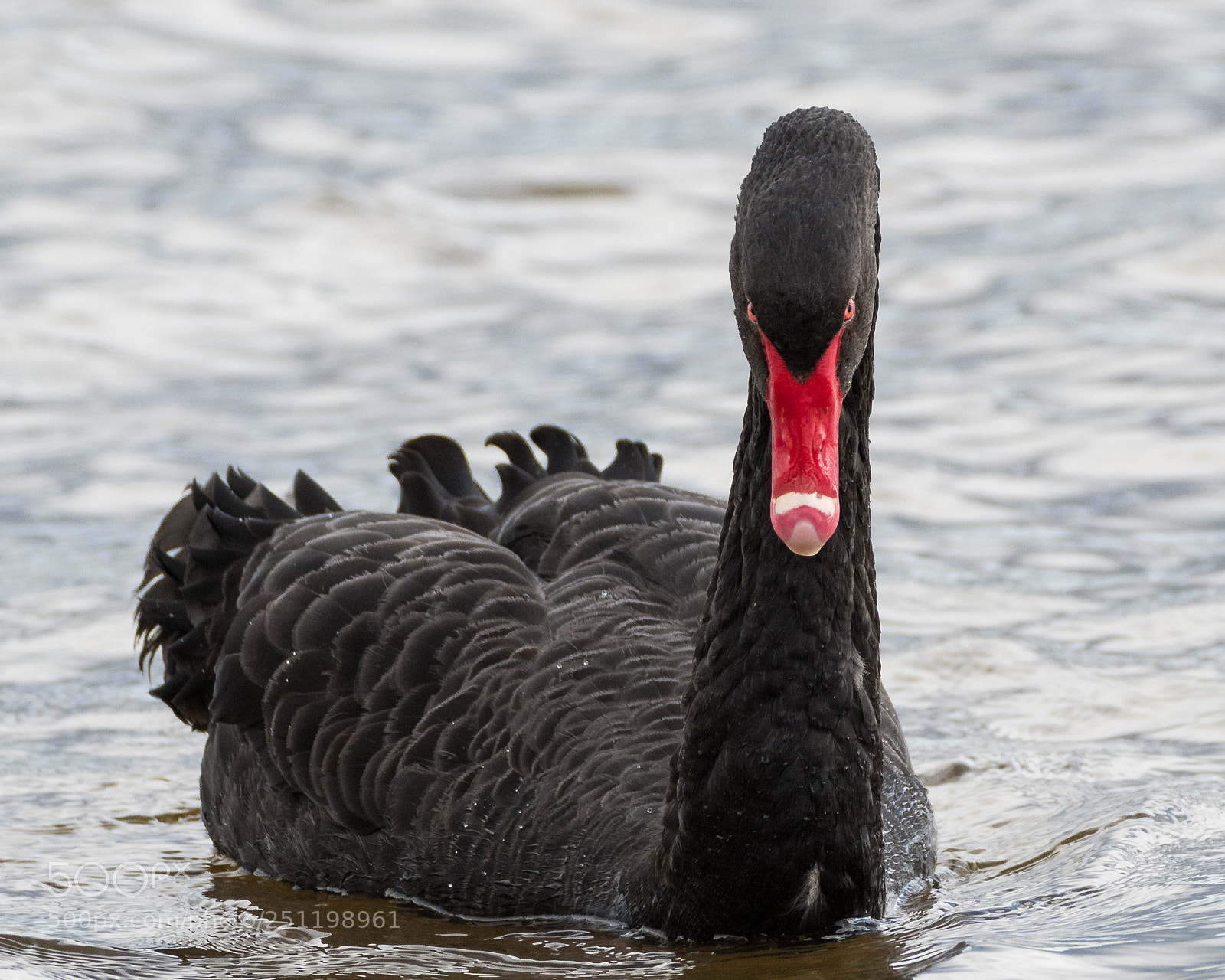 Nikon D500 sample photo. Inch wildfowl reserve photography