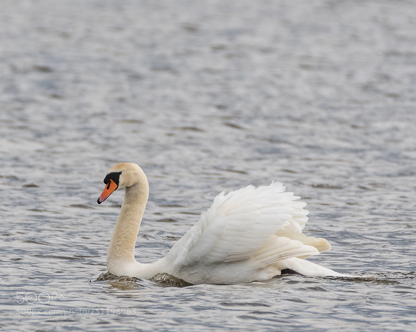 Nikon D500 sample photo. Inch wildfowl reserve photography