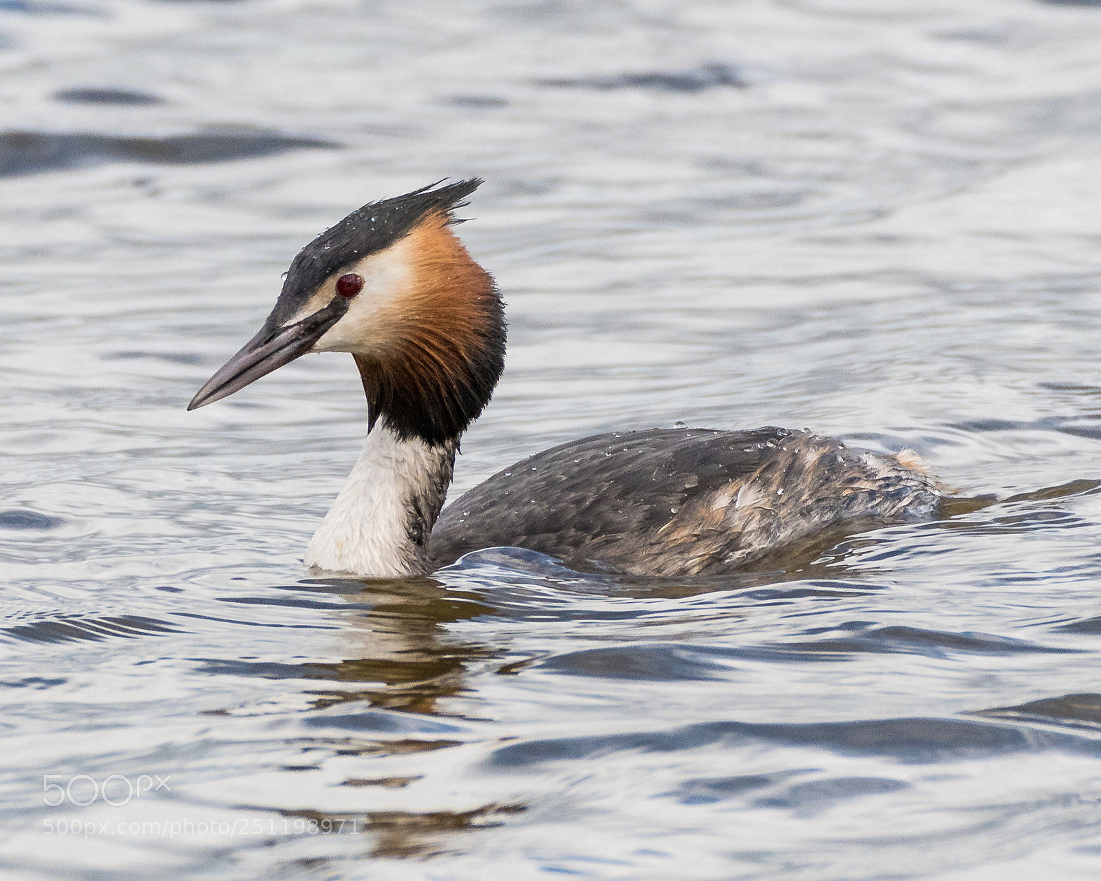 Nikon D500 sample photo. Inch wildfowl reserve photography