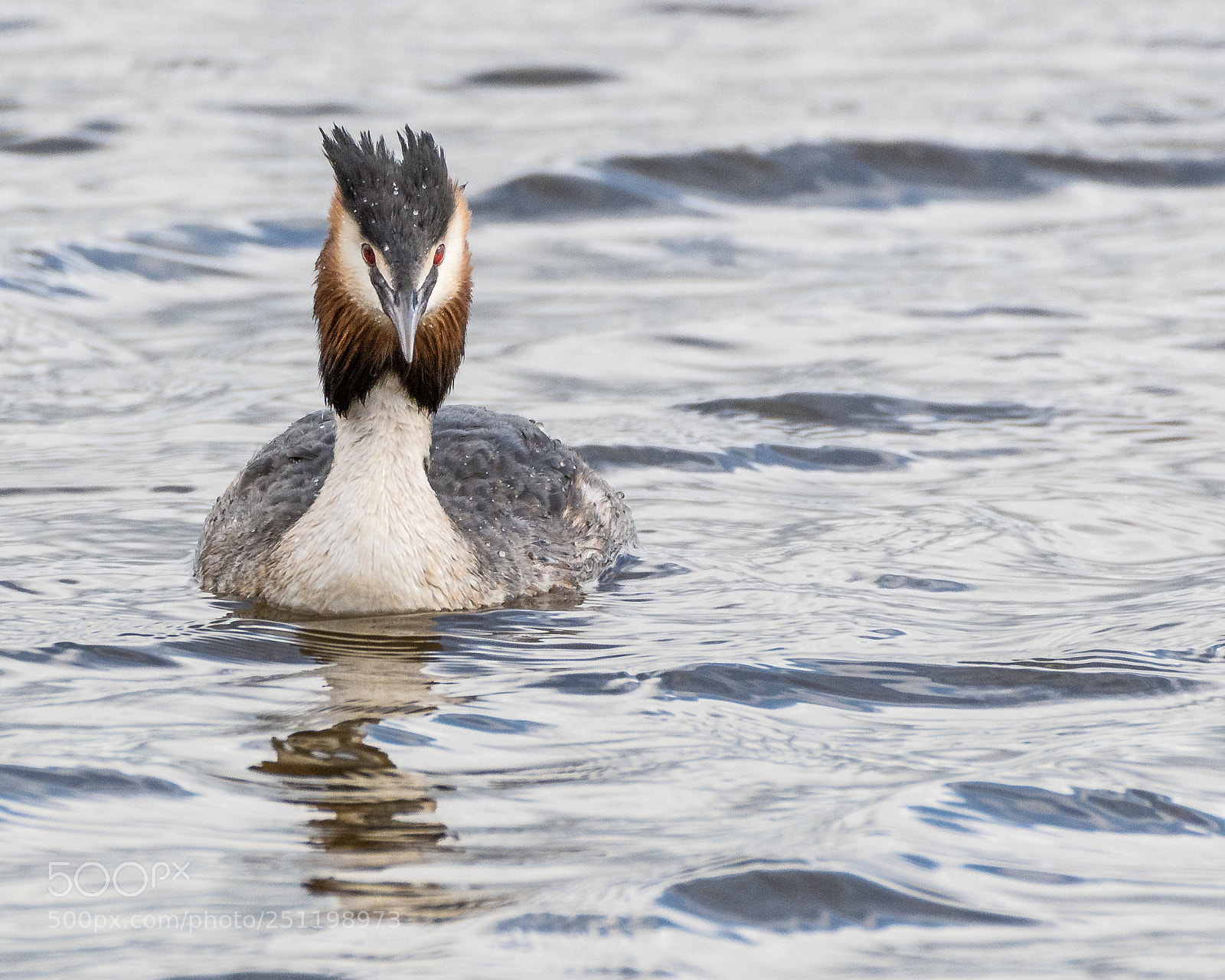 Nikon D500 sample photo. Inch wildfowl reserve photography