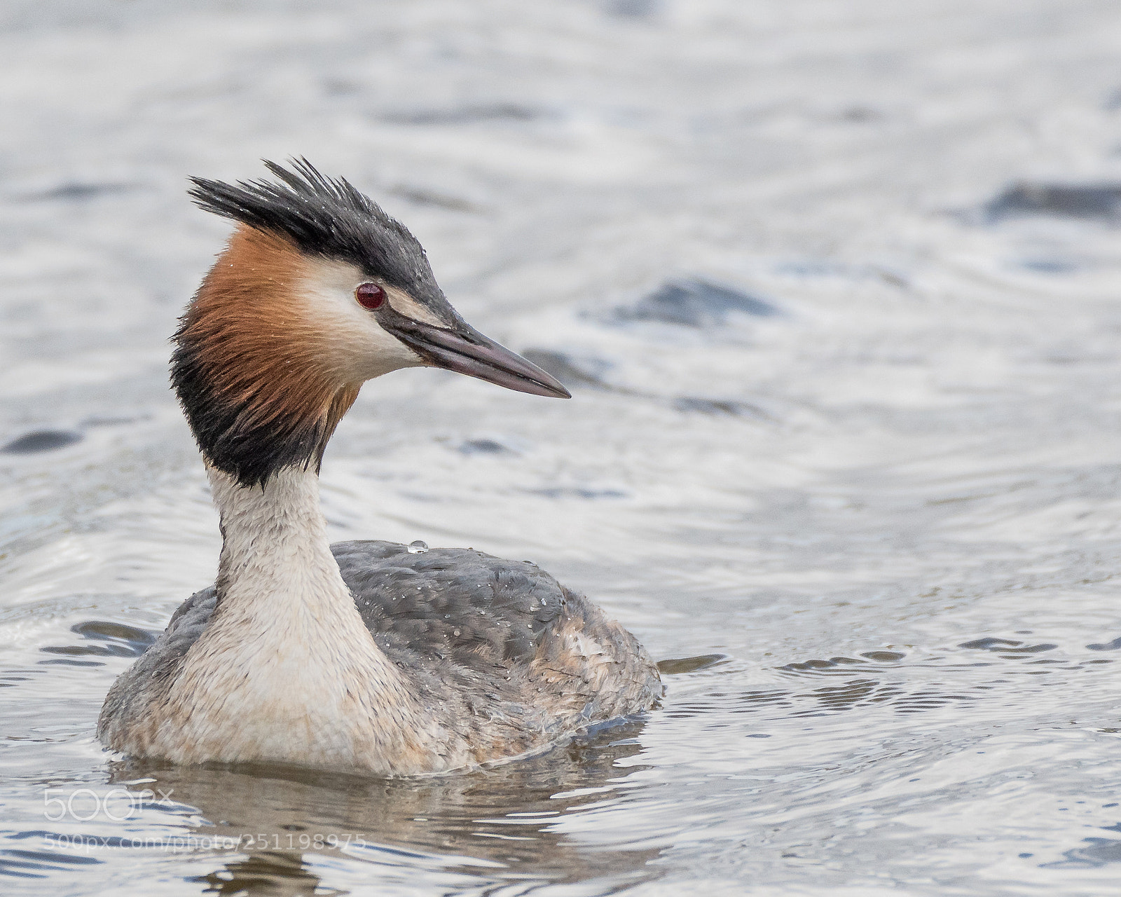 Nikon D500 sample photo. Inch wildfowl reserve photography