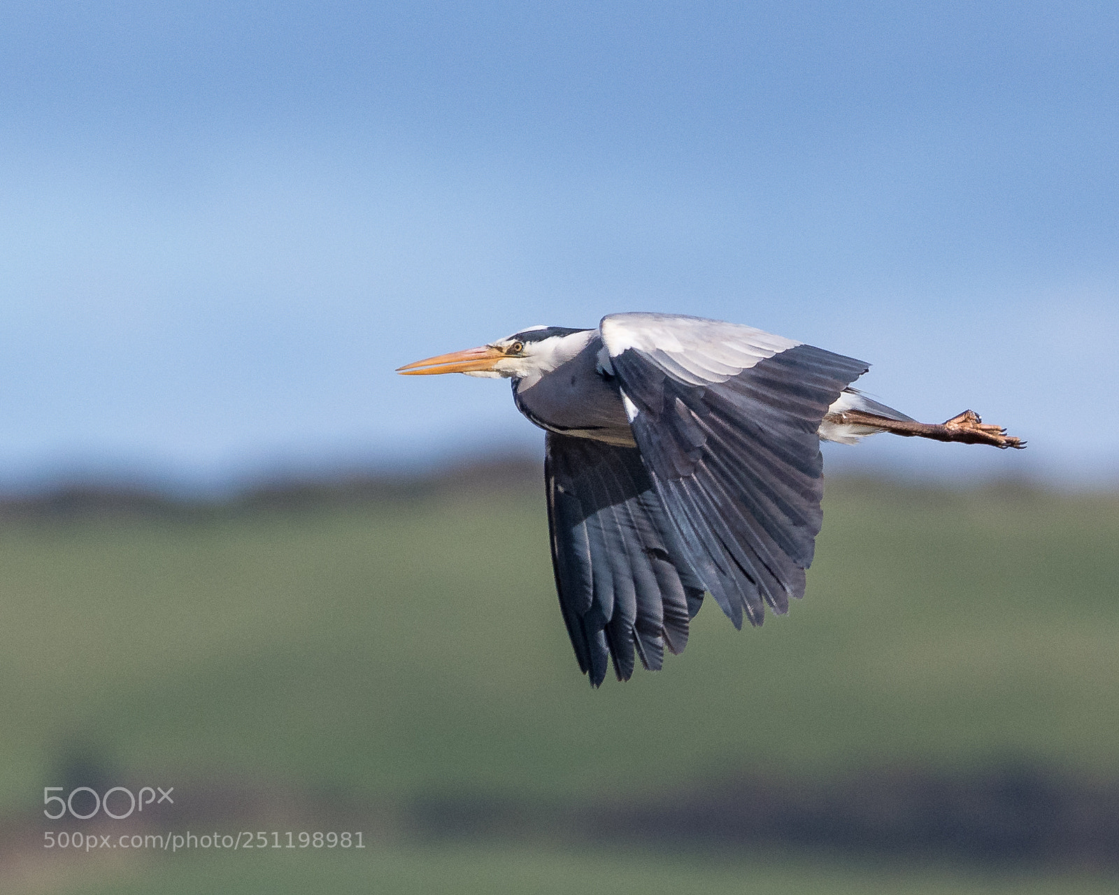 Nikon D500 sample photo. Inch wildfowl reserve photography