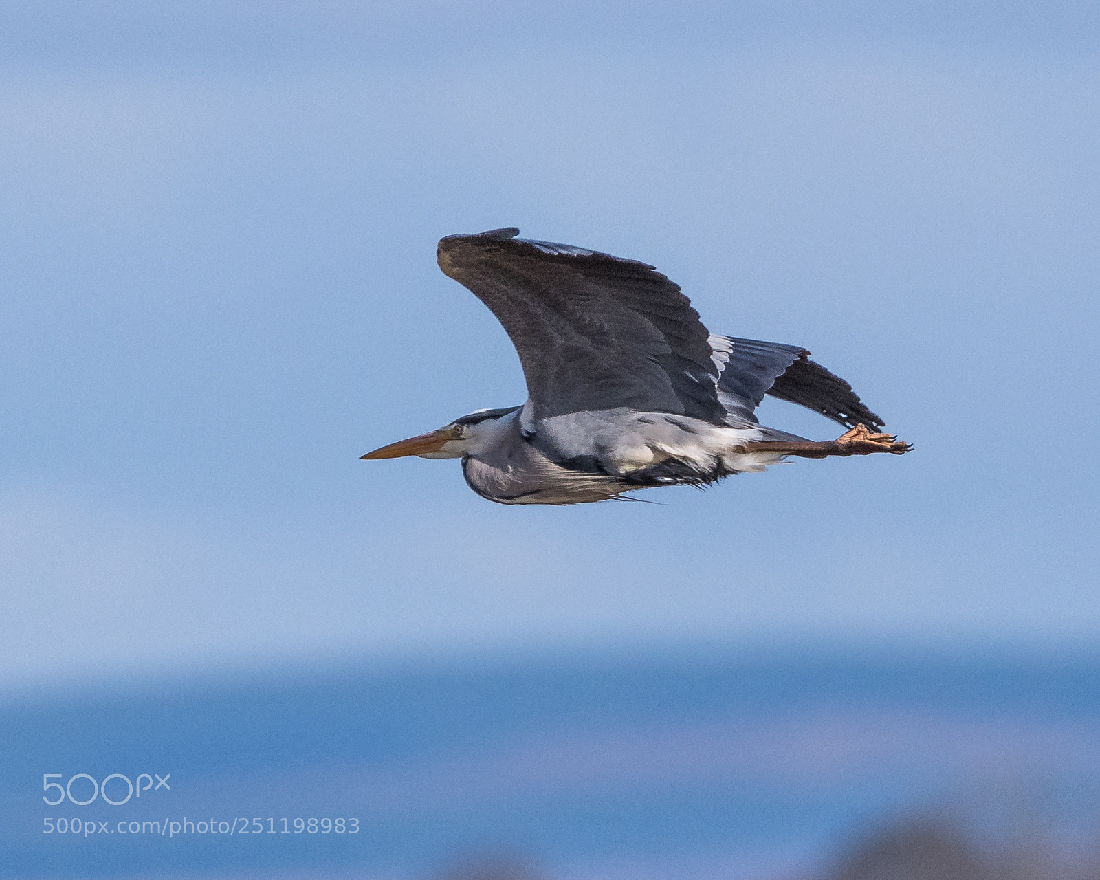 Nikon D500 sample photo. Inch wildfowl reserve photography