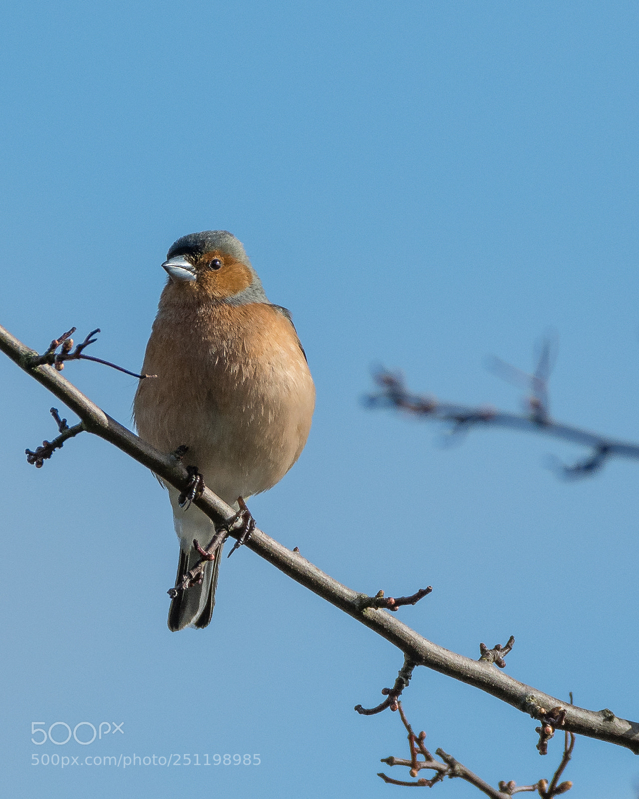Nikon D500 sample photo. Inch wildfowl reserve photography