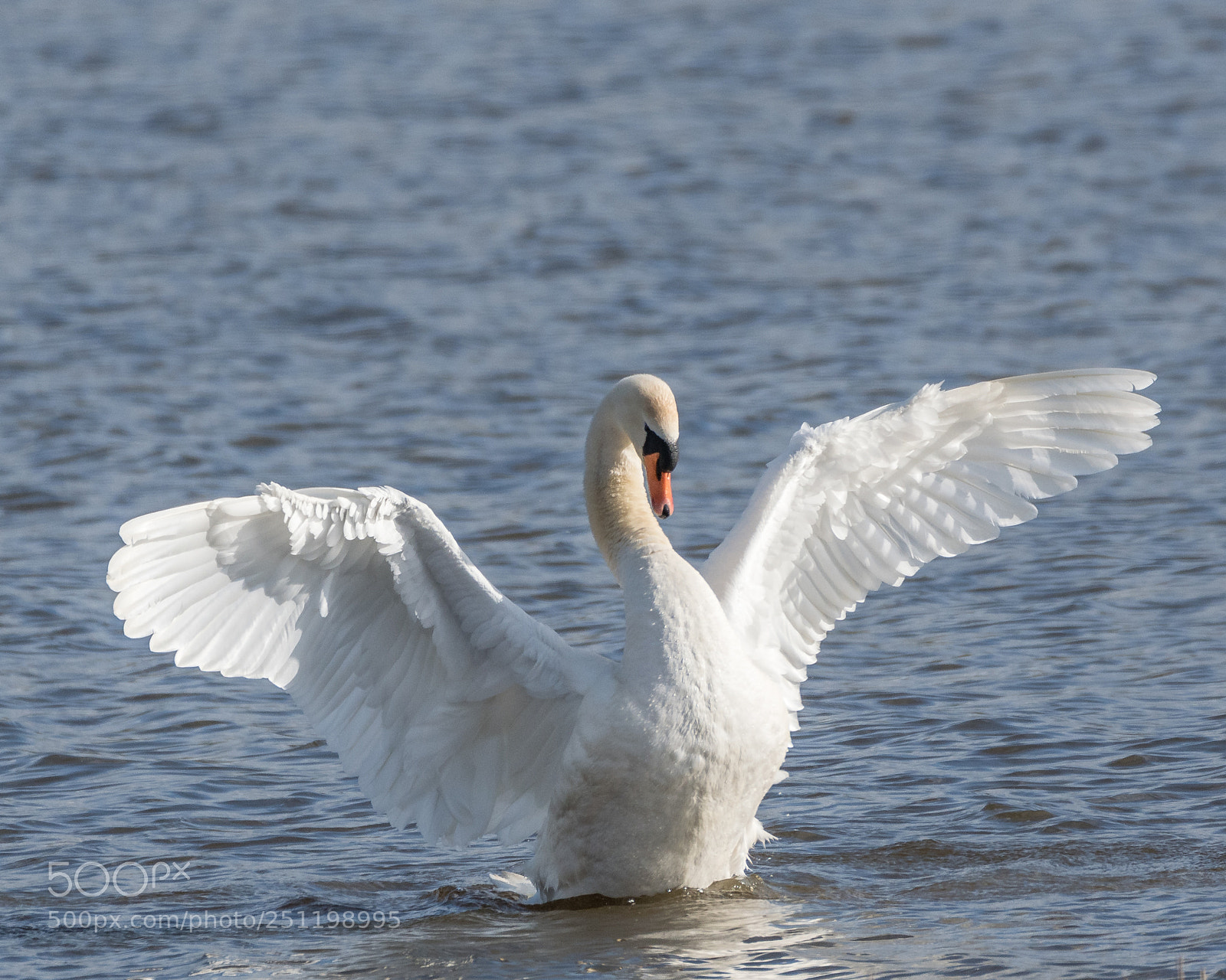 Nikon D500 sample photo. Inch wildfowl reserve photography