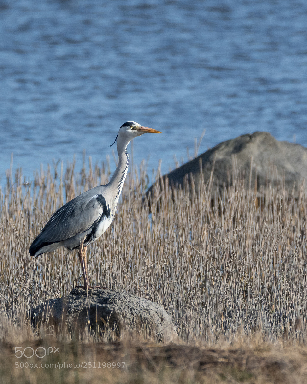 Nikon D500 sample photo. Inch wildfowl reserve photography