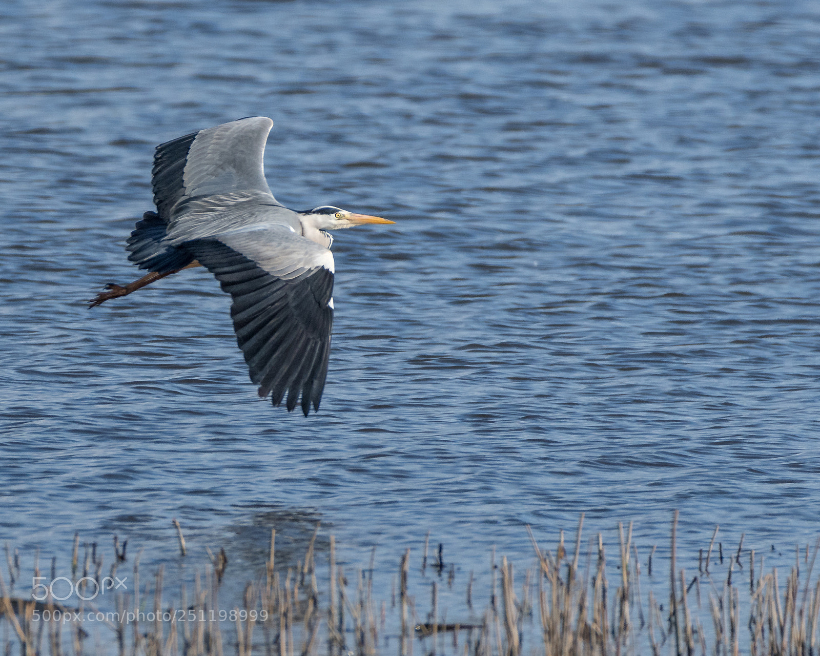 Nikon D500 sample photo. Inch wildfowl reserve photography