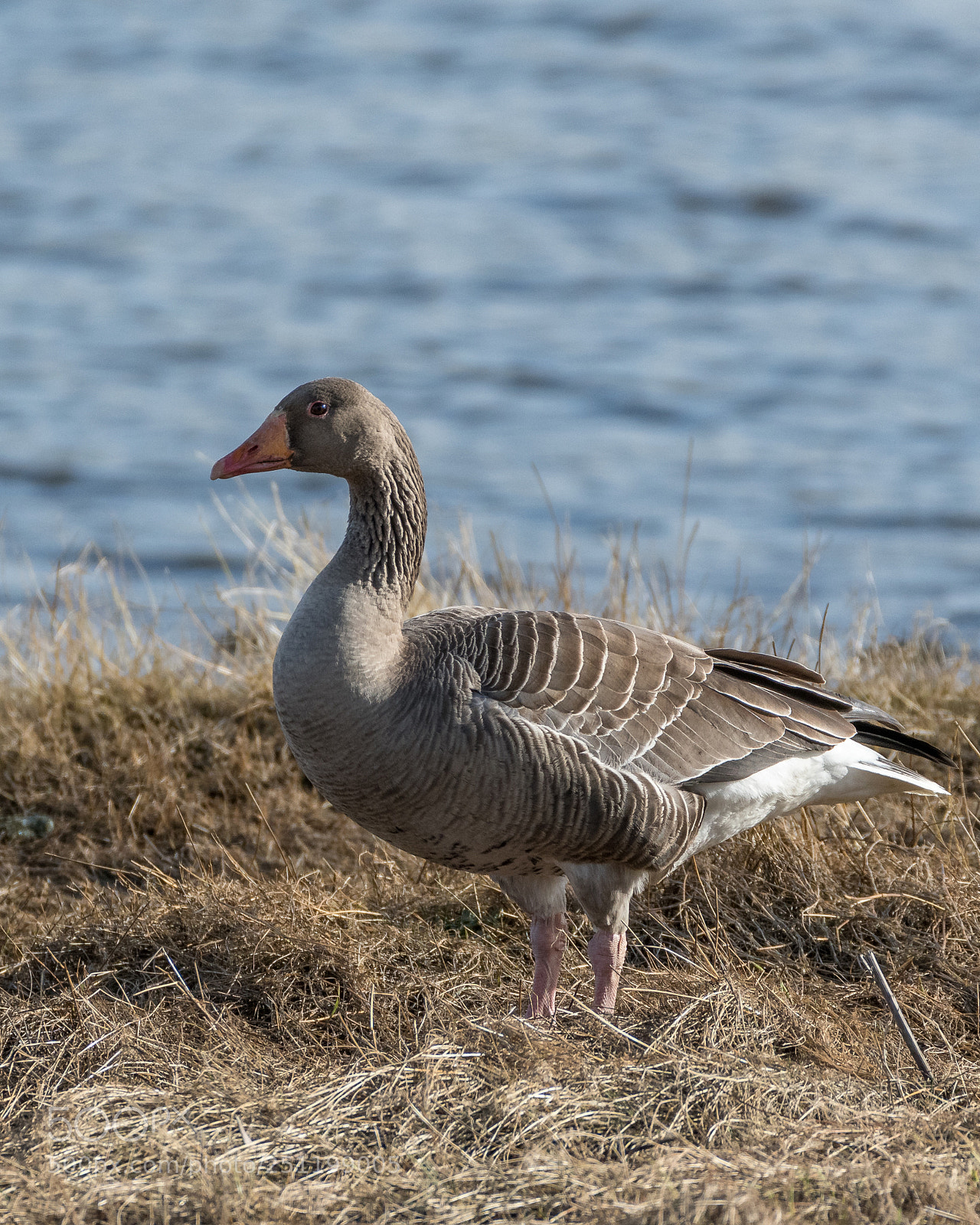 Nikon D500 sample photo. Inch wildfowl reserve photography