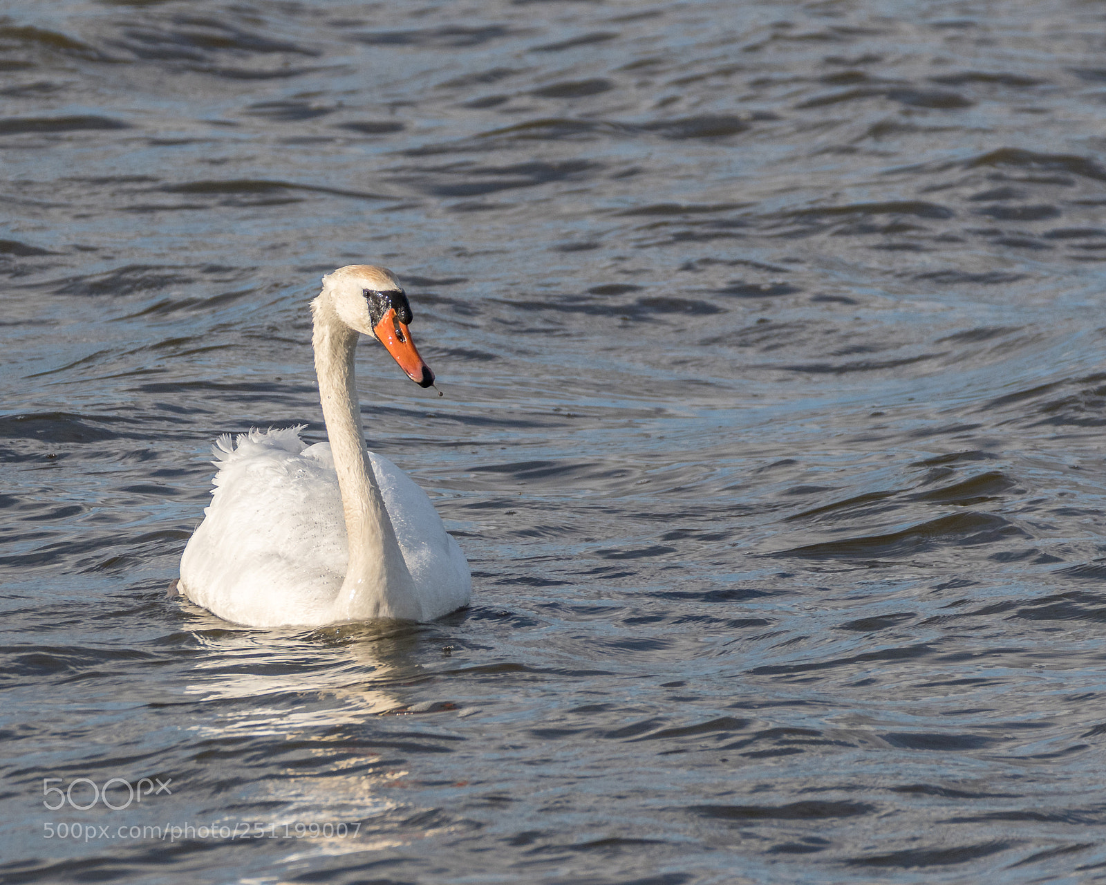 Nikon D500 sample photo. Inch wildfowl reserve photography