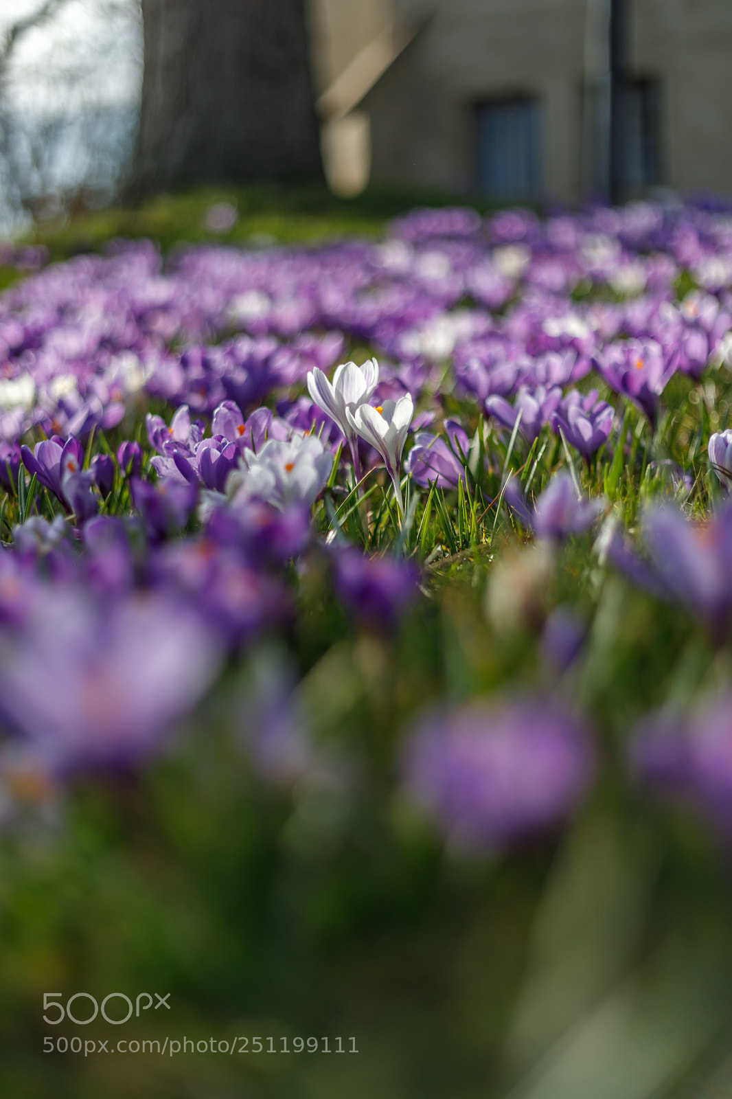 Canon EOS 5D Mark IV sample photo. Spring vibes photography