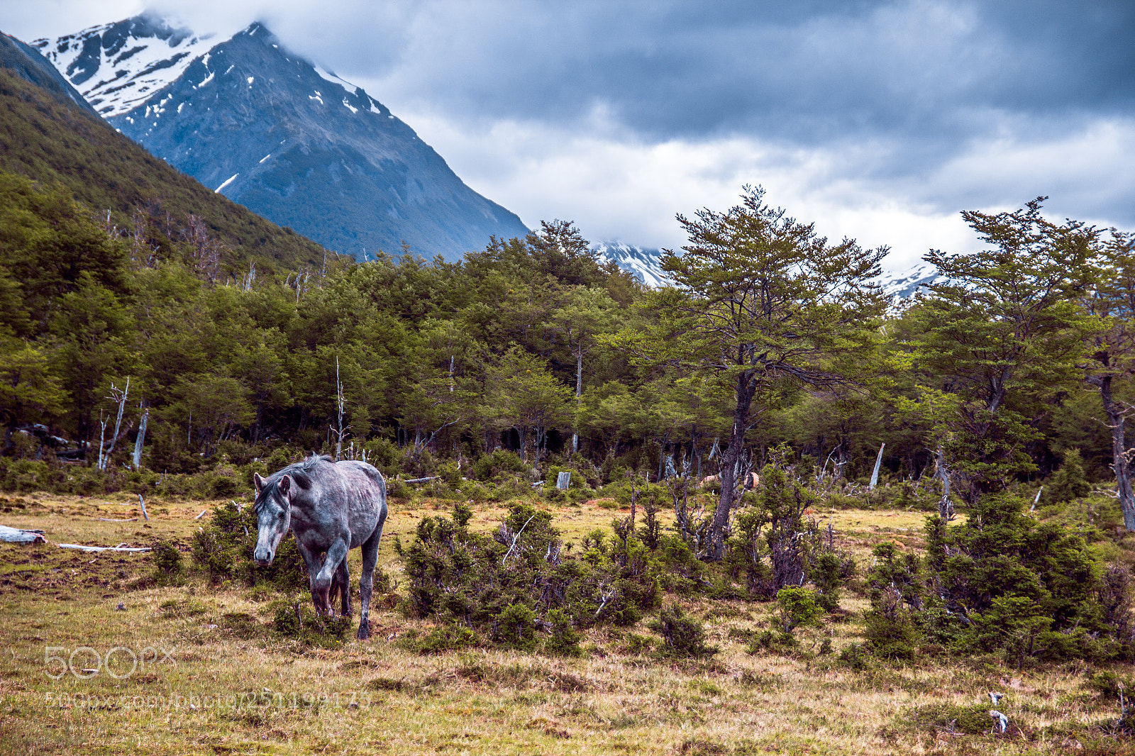 Canon EOS 600D (Rebel EOS T3i / EOS Kiss X5) sample photo. Caballito caminando photography