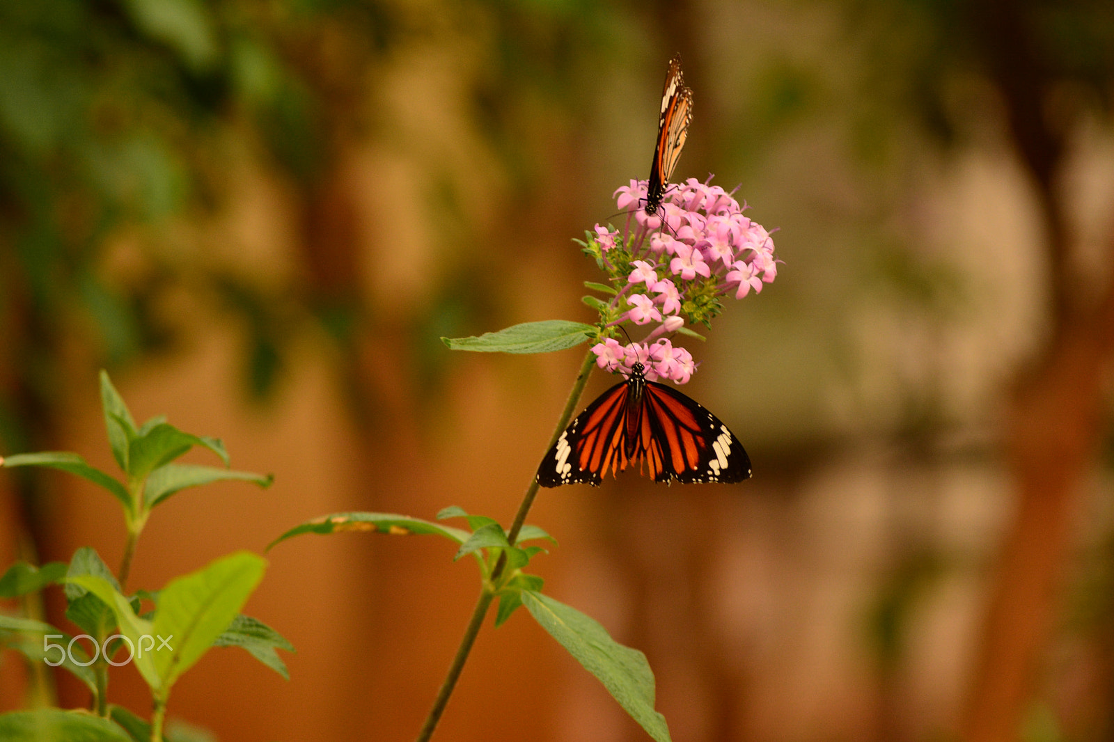 Nikon D5200 sample photo. Hungry for nectar photography