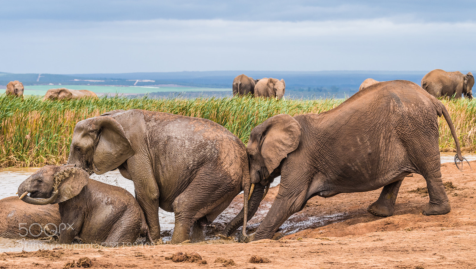 Nikon D5 sample photo. It s a waterhole photography
