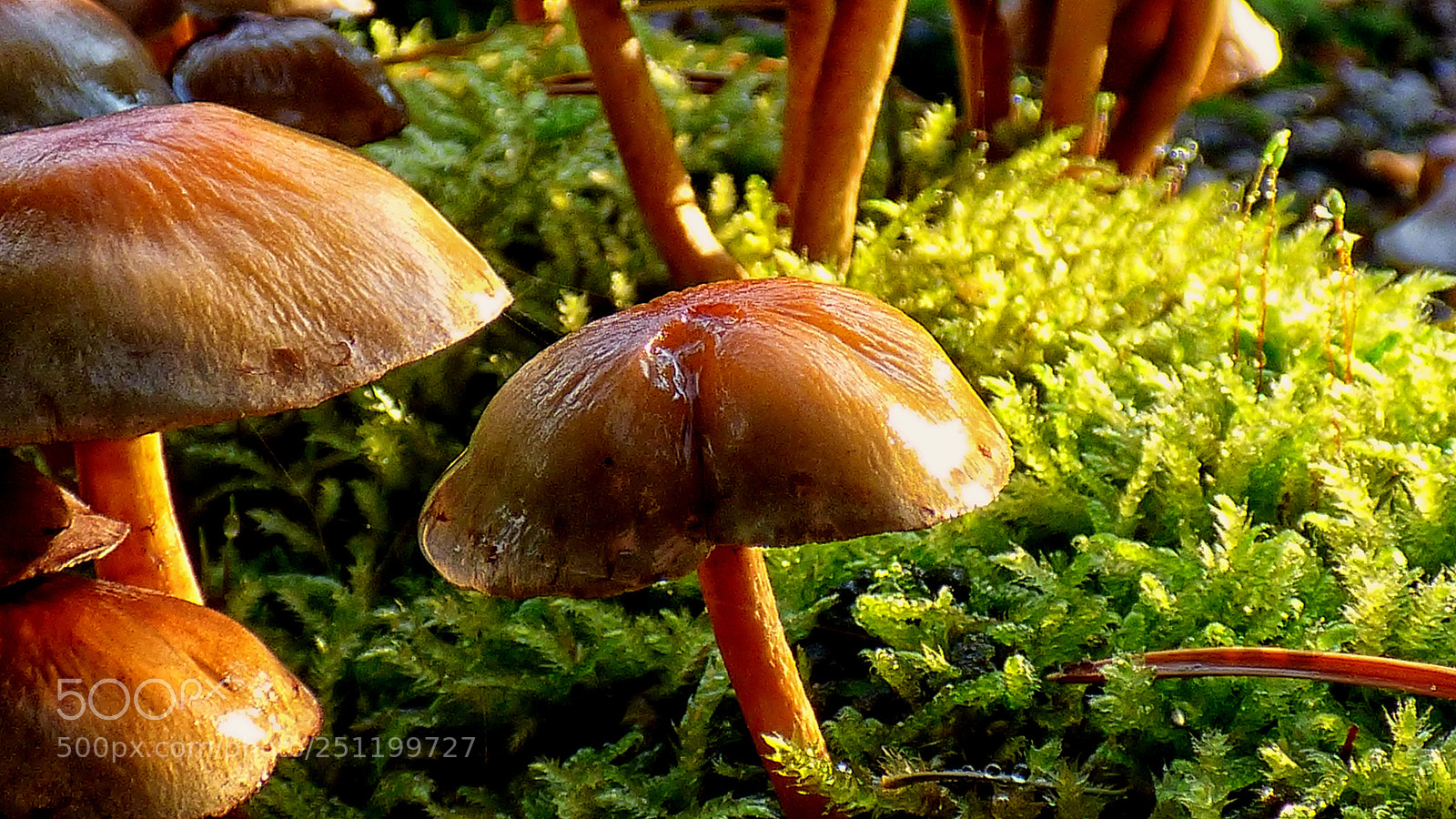 Panasonic DMC-FZ72 sample photo. Mushrooms. photography