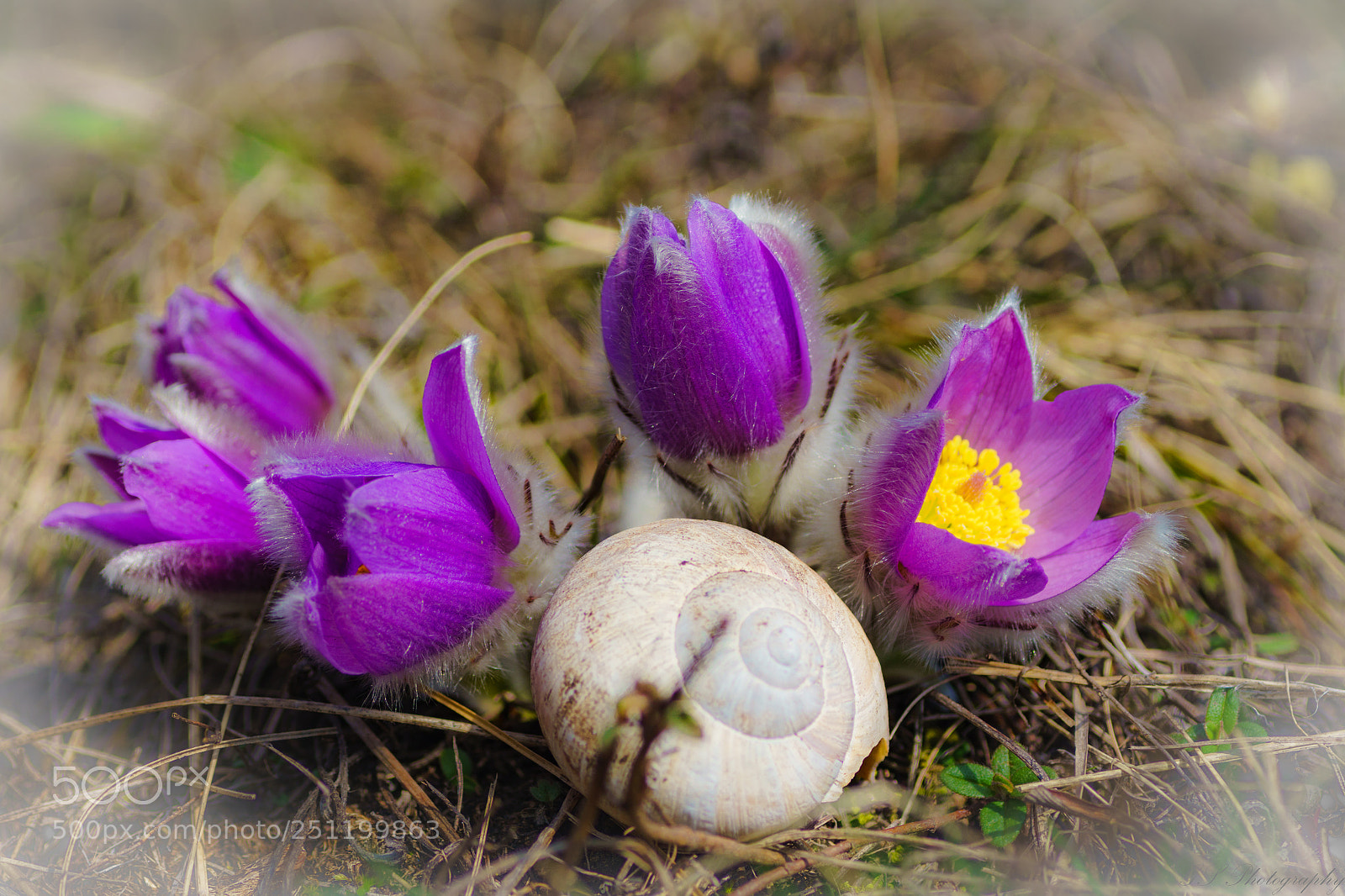 Sony a6000 sample photo. Gew hnliche kuhschelle pulsatilla photography