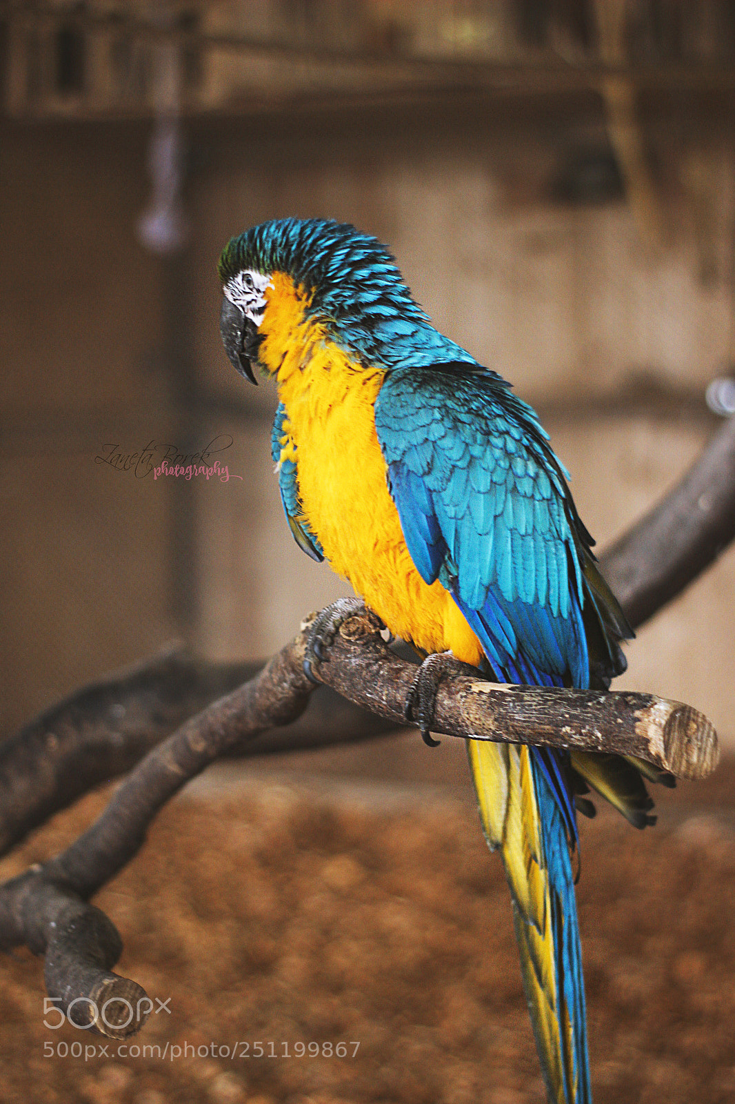 Canon EOS 600D (Rebel EOS T3i / EOS Kiss X5) sample photo. Parrot photography