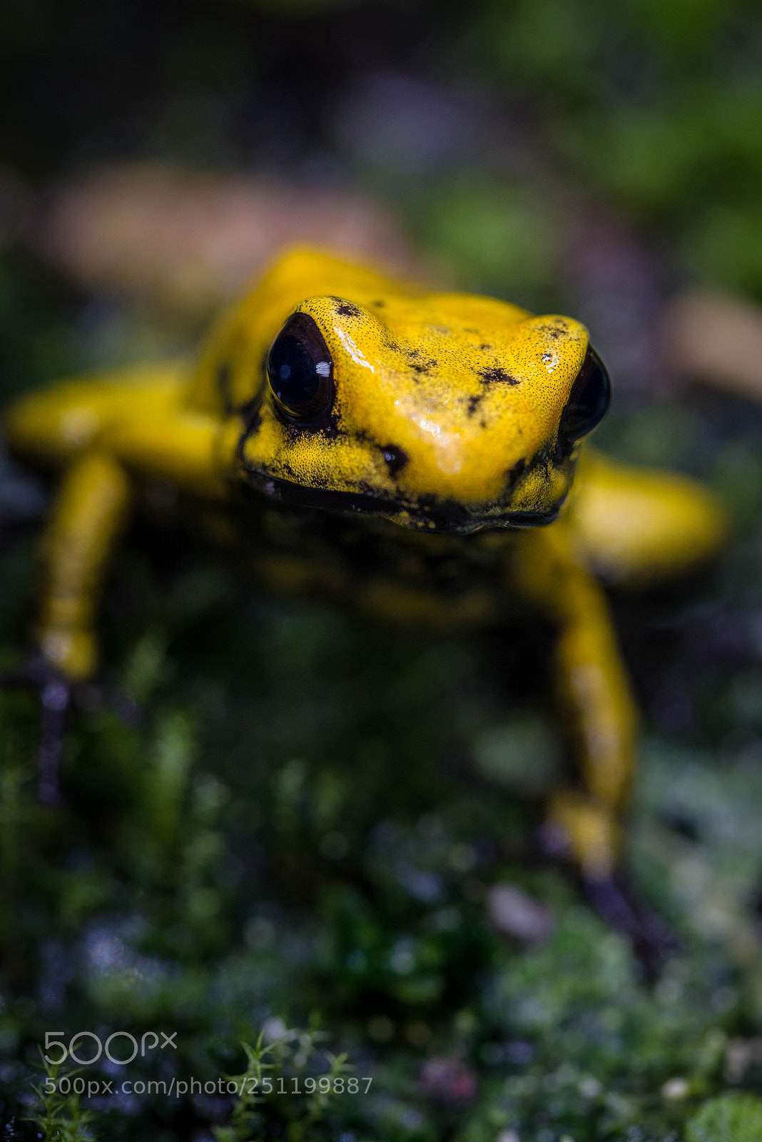 Nikon D610 sample photo. Phyllobates bicolor photography