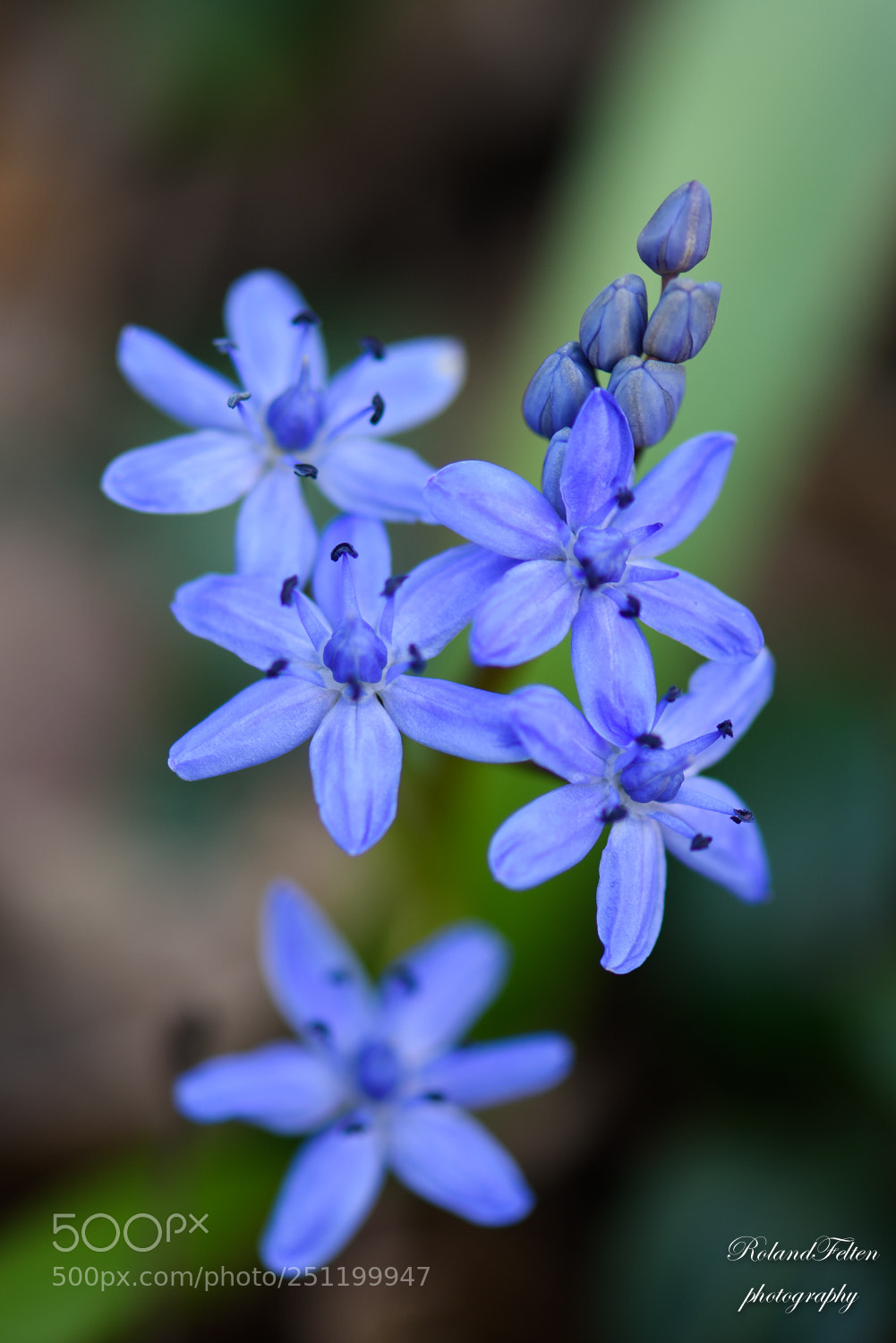 Nikon D810 sample photo. Scilla bifolia photography