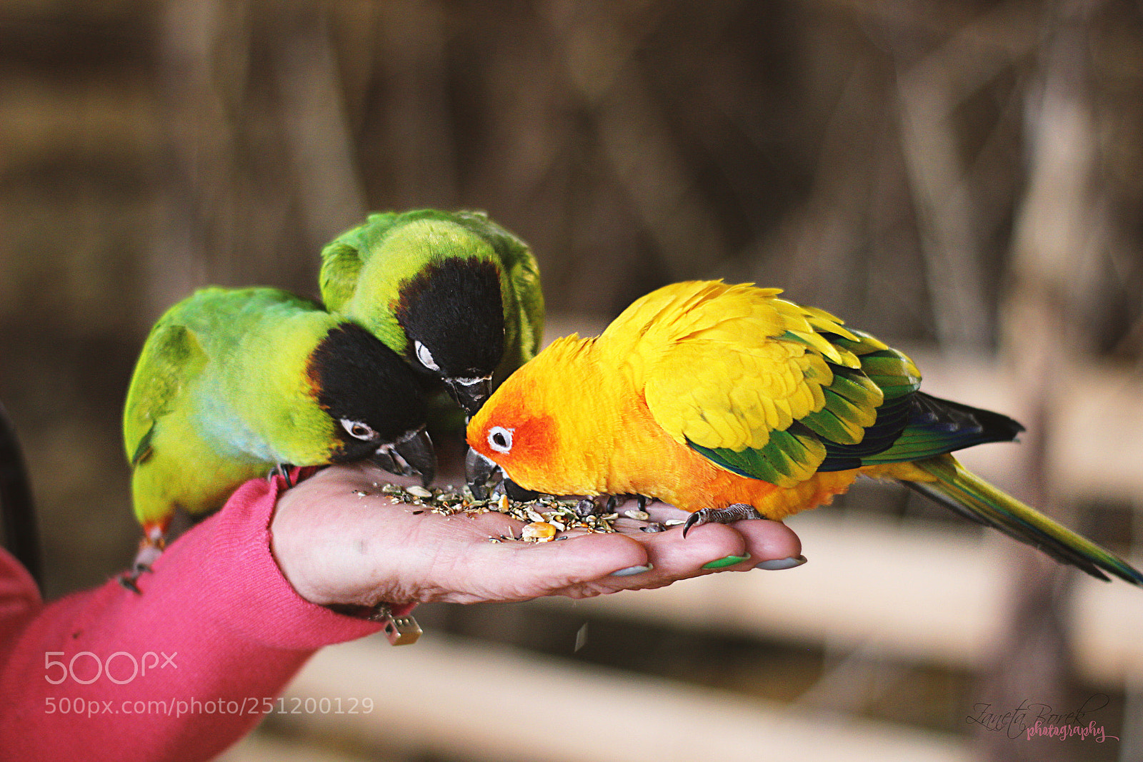 Canon EOS 600D (Rebel EOS T3i / EOS Kiss X5) sample photo. Parrots photography
