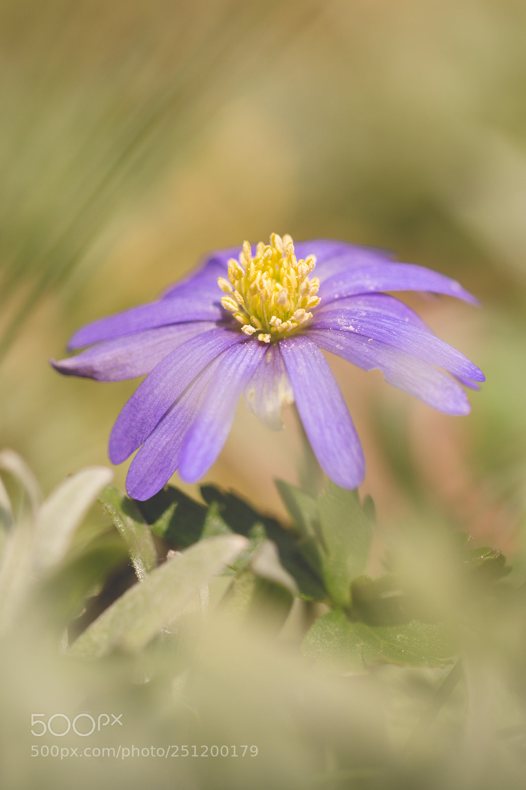 Canon EOS 70D sample photo. Anemone flower photography