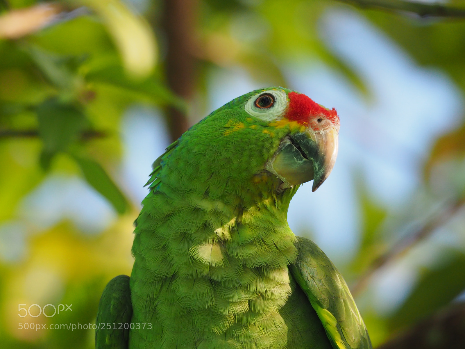 Olympus OM-D E-M10 II sample photo. Costa rica - amazon photography