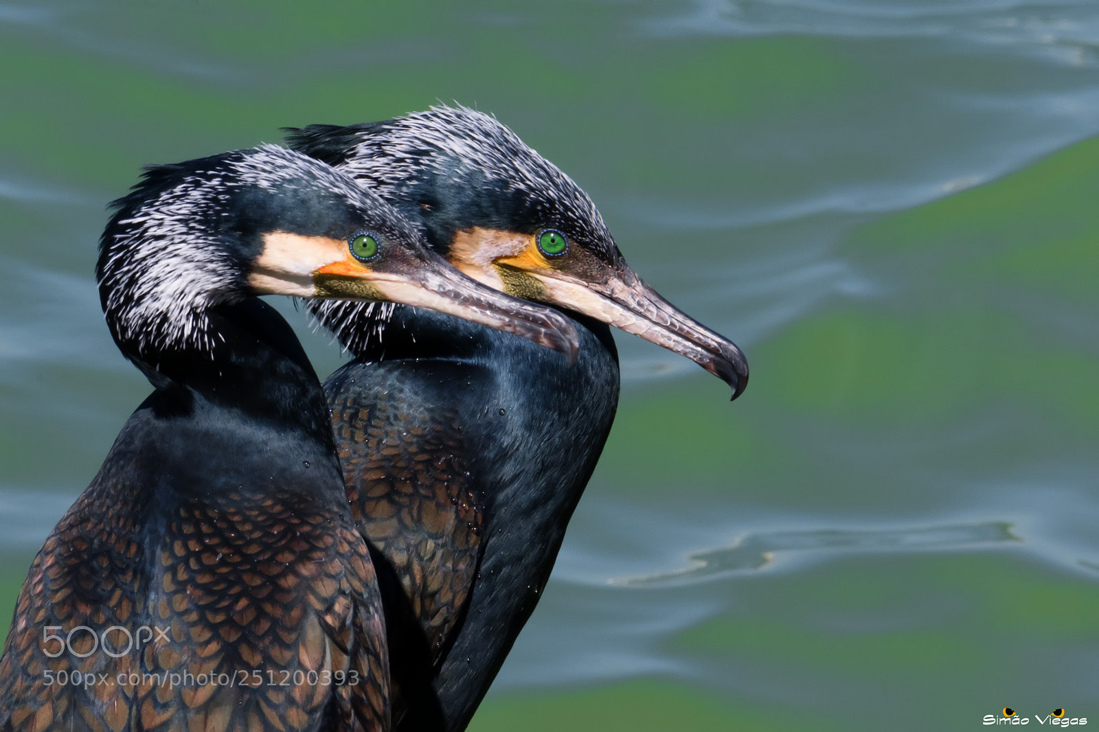 Nikon D500 sample photo. The sea crows / cormorants photography