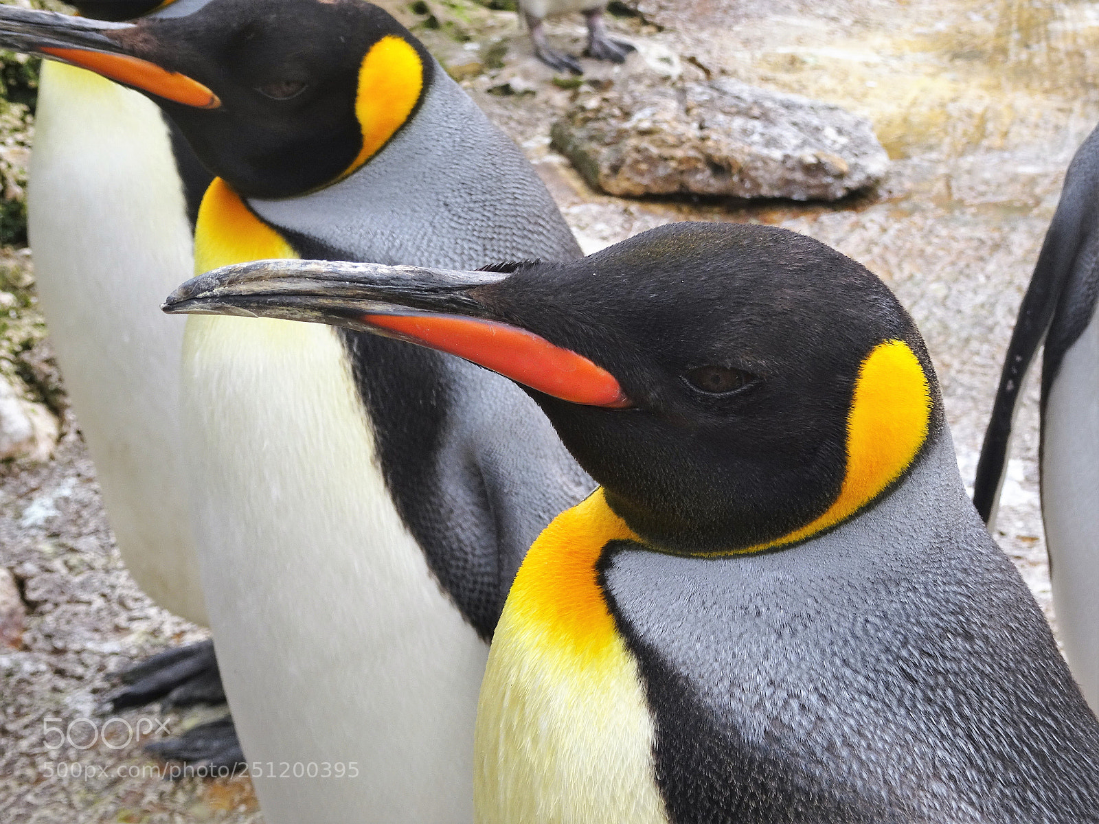 Sony DSC-HX90 sample photo. Penguins photography