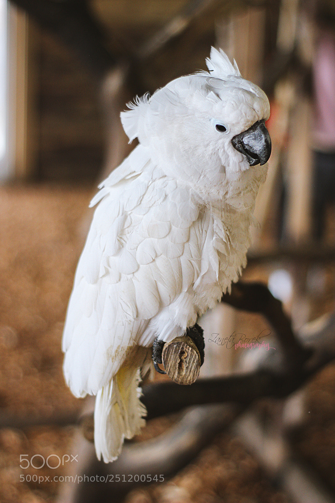 Canon EOS 600D (Rebel EOS T3i / EOS Kiss X5) sample photo. Parrot photography