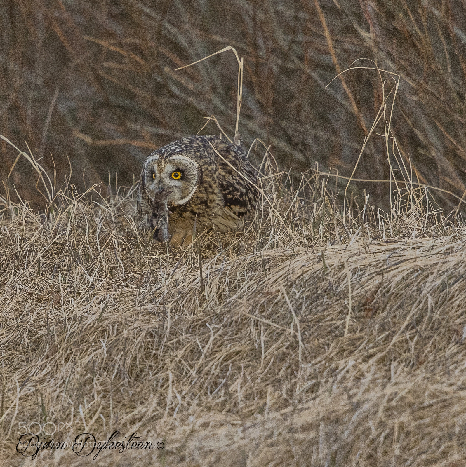 Canon EOS-1D X Mark II sample photo. Short-eared owl with food photography