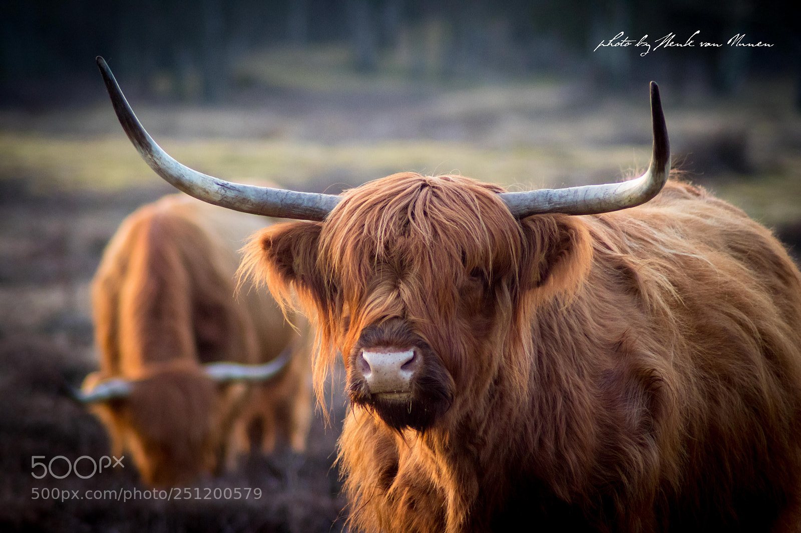 Canon EOS 80D sample photo. Highland cow photography