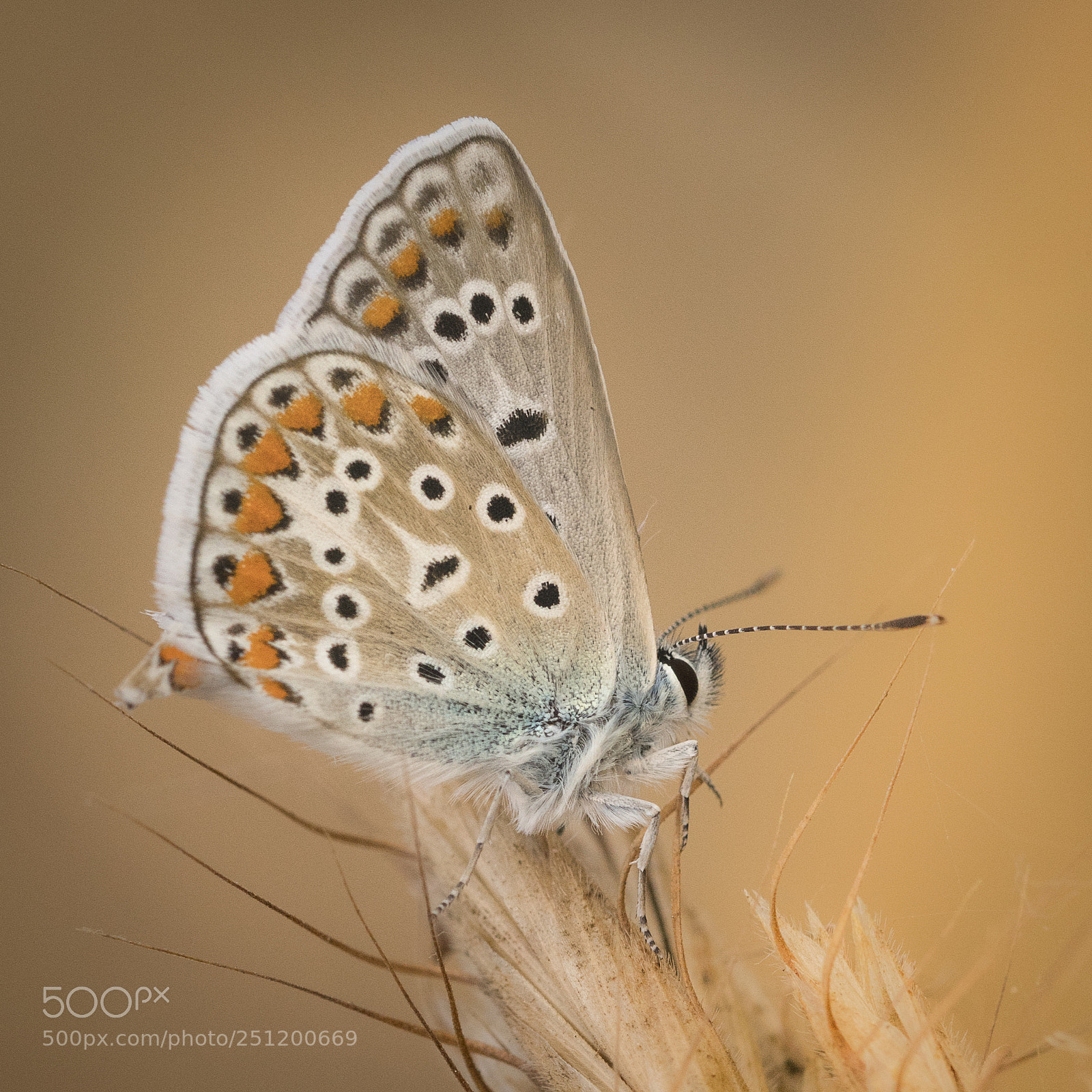 Nikon D500 sample photo. Polyommatus icarus photography