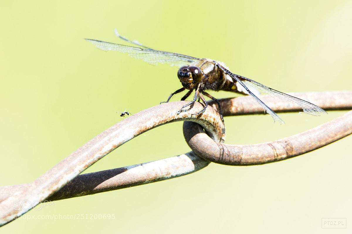 Nikon D5300 sample photo. 052 libellula depressa photography