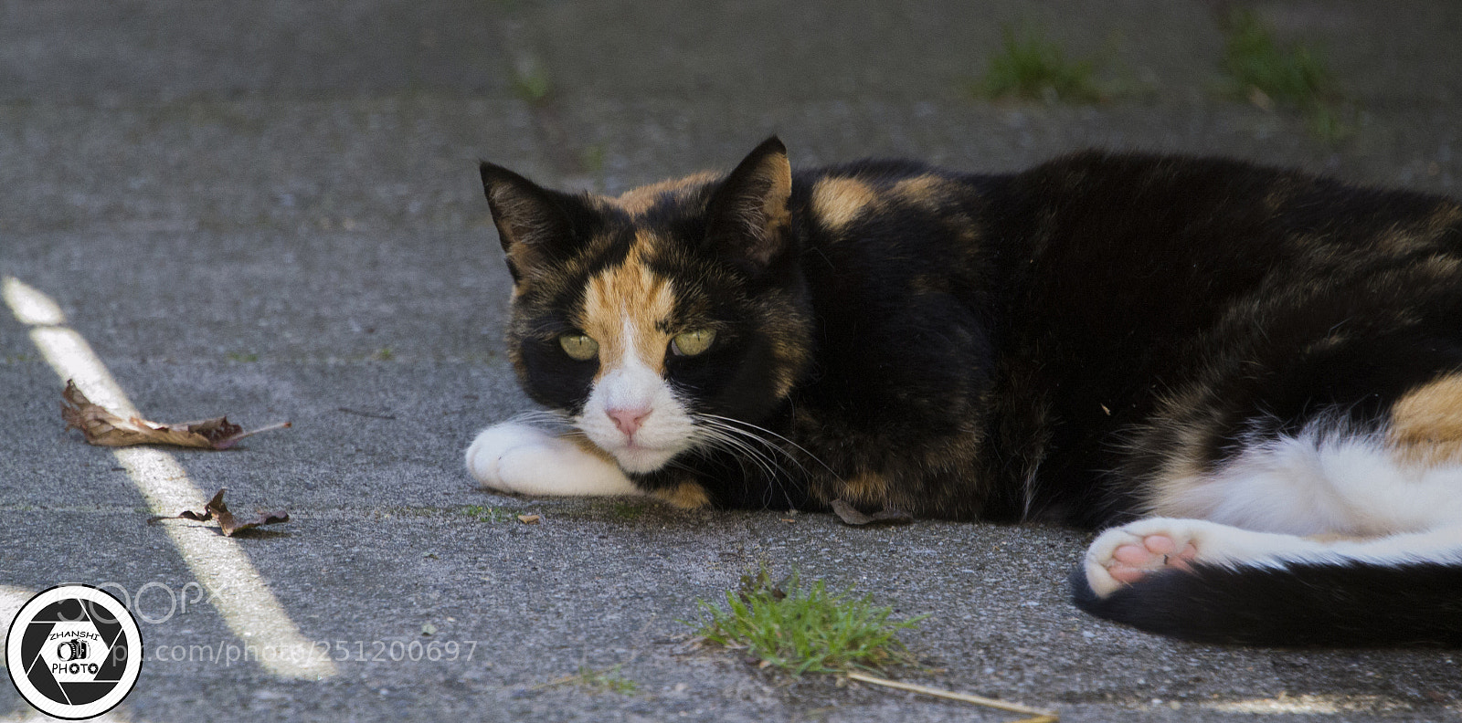 Nikon D3100 sample photo. Cat photography