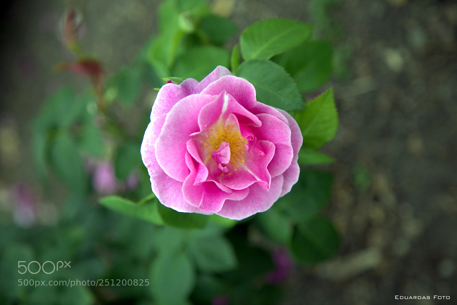 Canon EOS 6D + Canon EF 24-105mm F4L IS USM sample photo. R photography