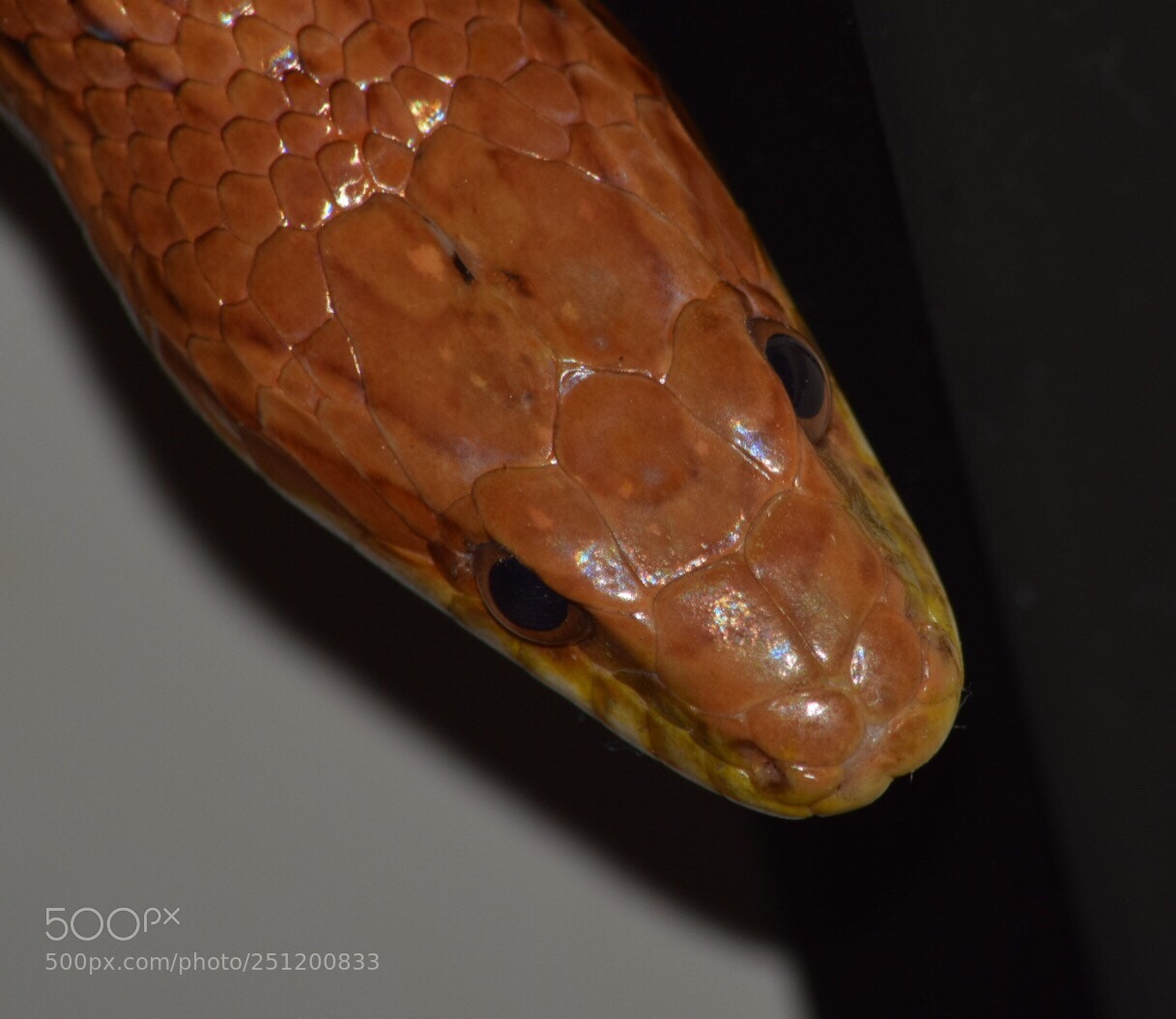 Nikon D5300 sample photo. Cornsnake  photography