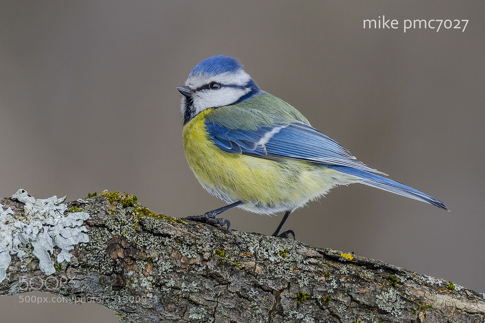 Nikon D7000 sample photo. Blue tit photography